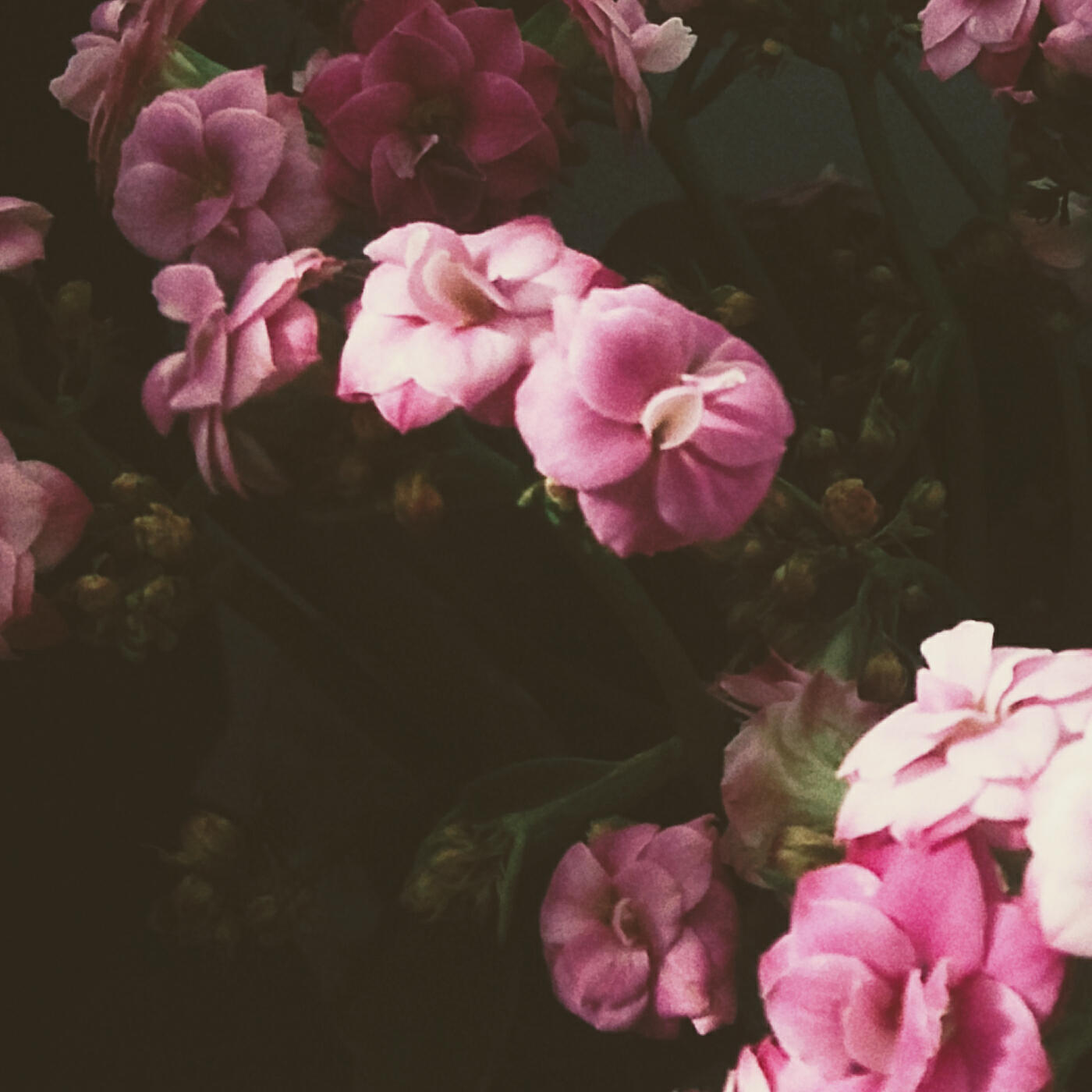 Релиз Bloom