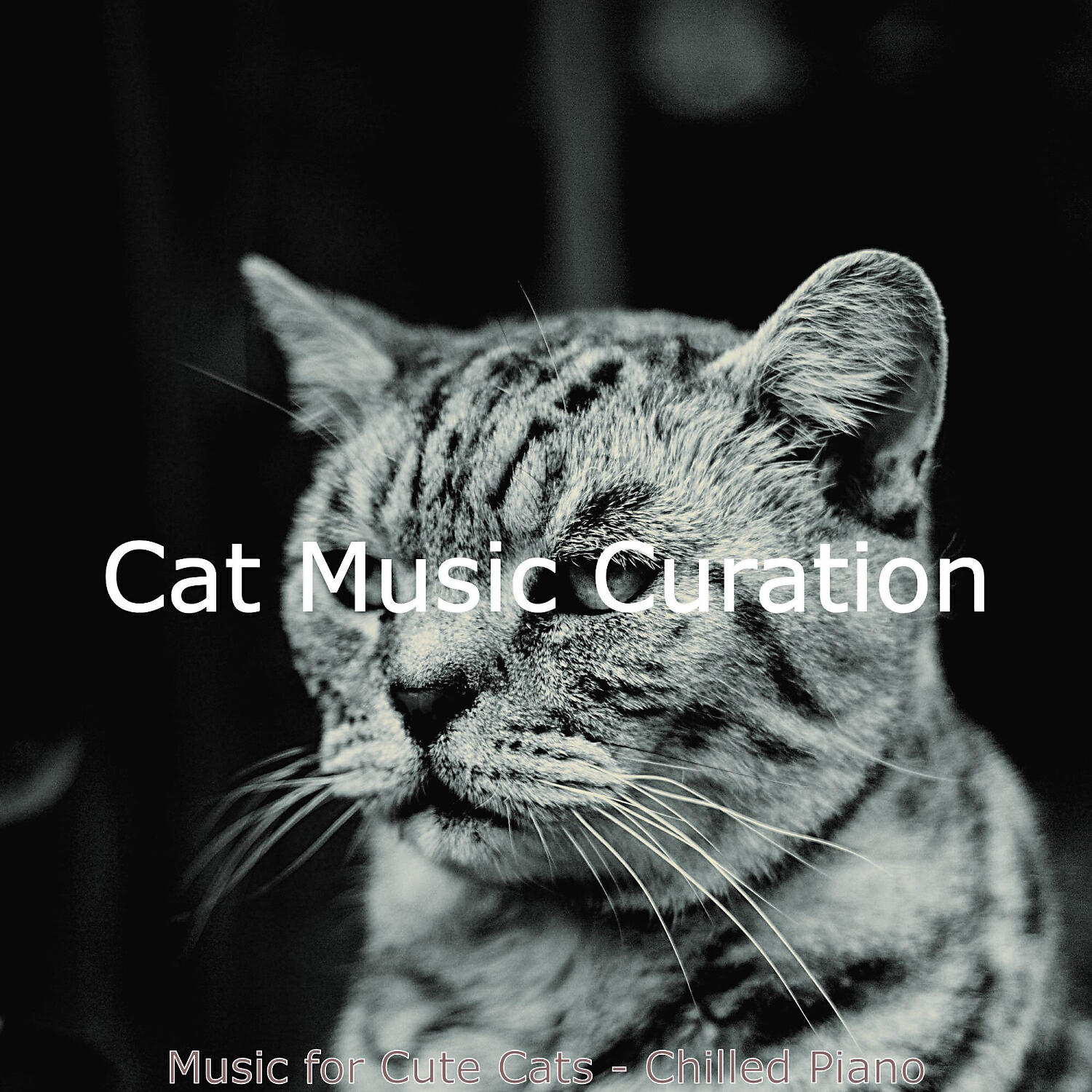 Cat Music Curation