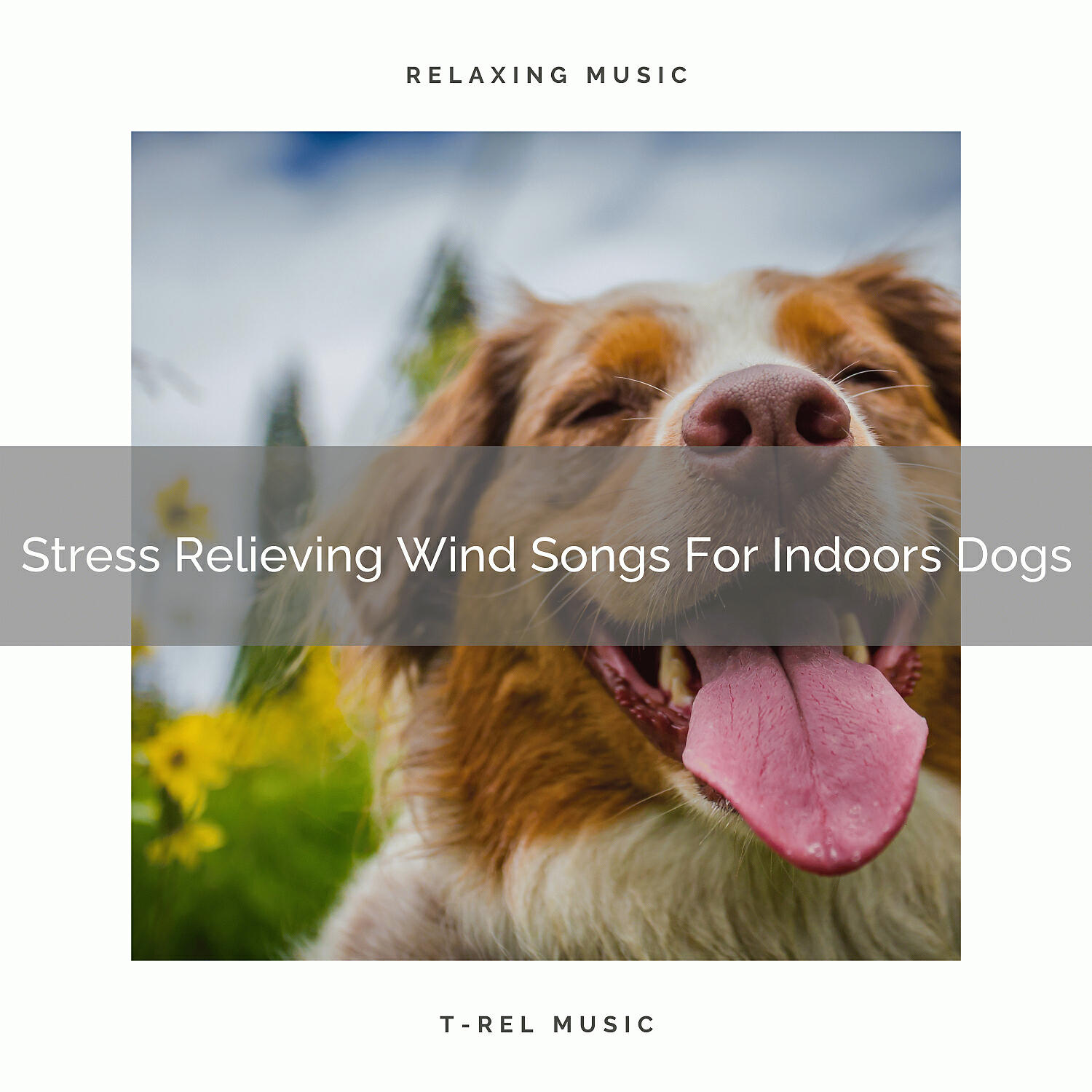 Релиз Stress Relieving Wind Songs For Indoors Dogs