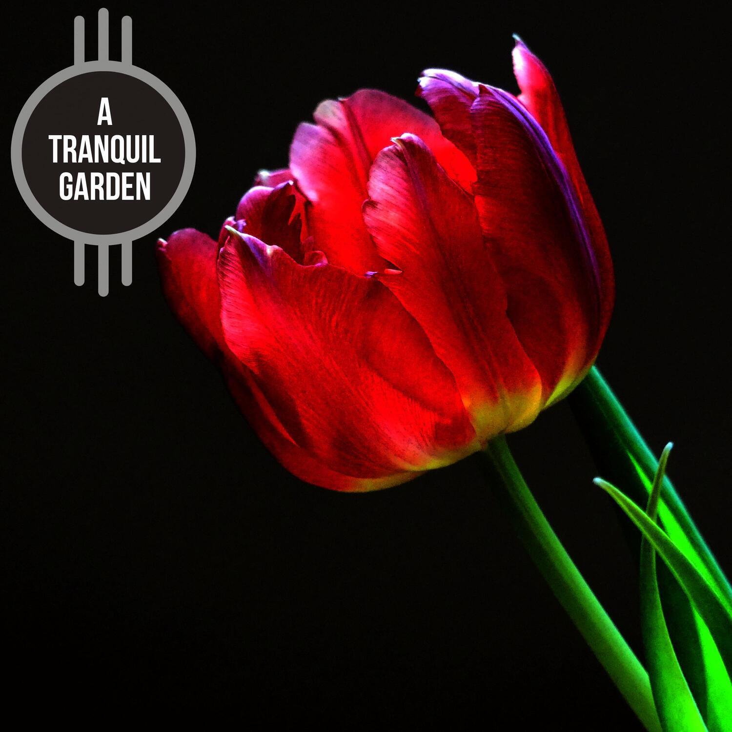 Релиз A Tranquil Garden