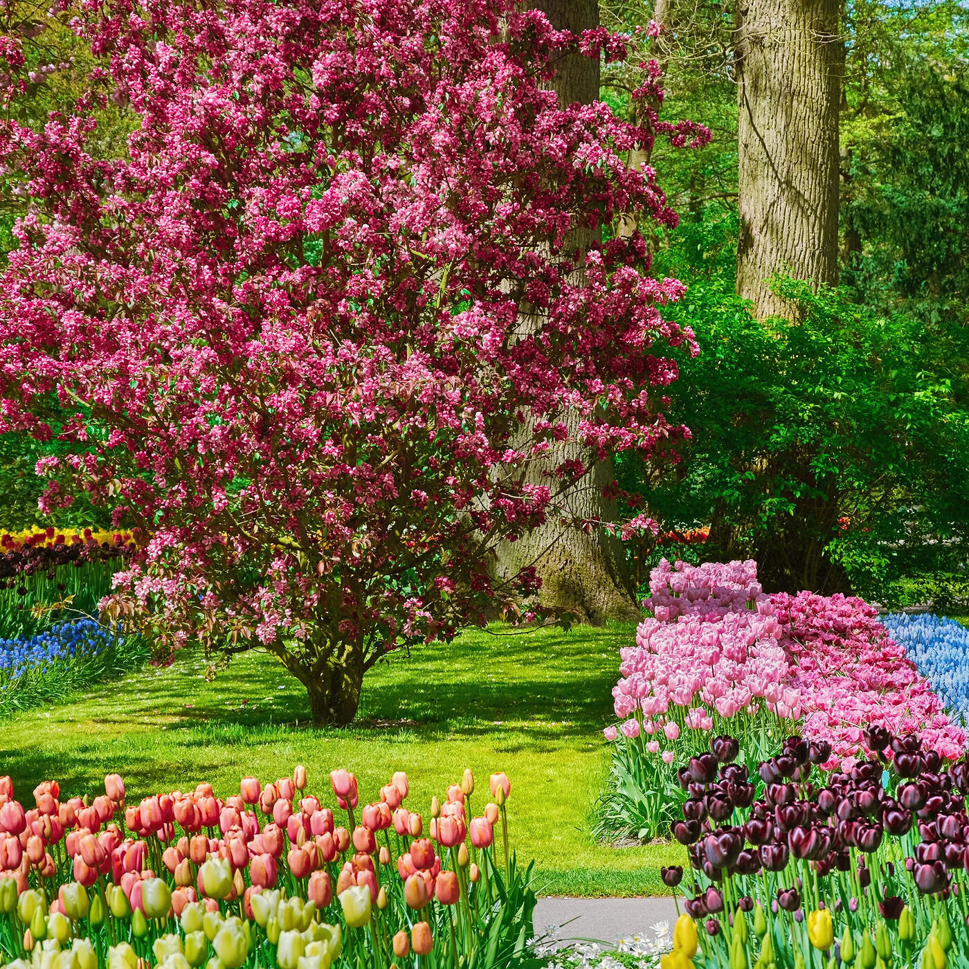 Релиз Taman Bunga