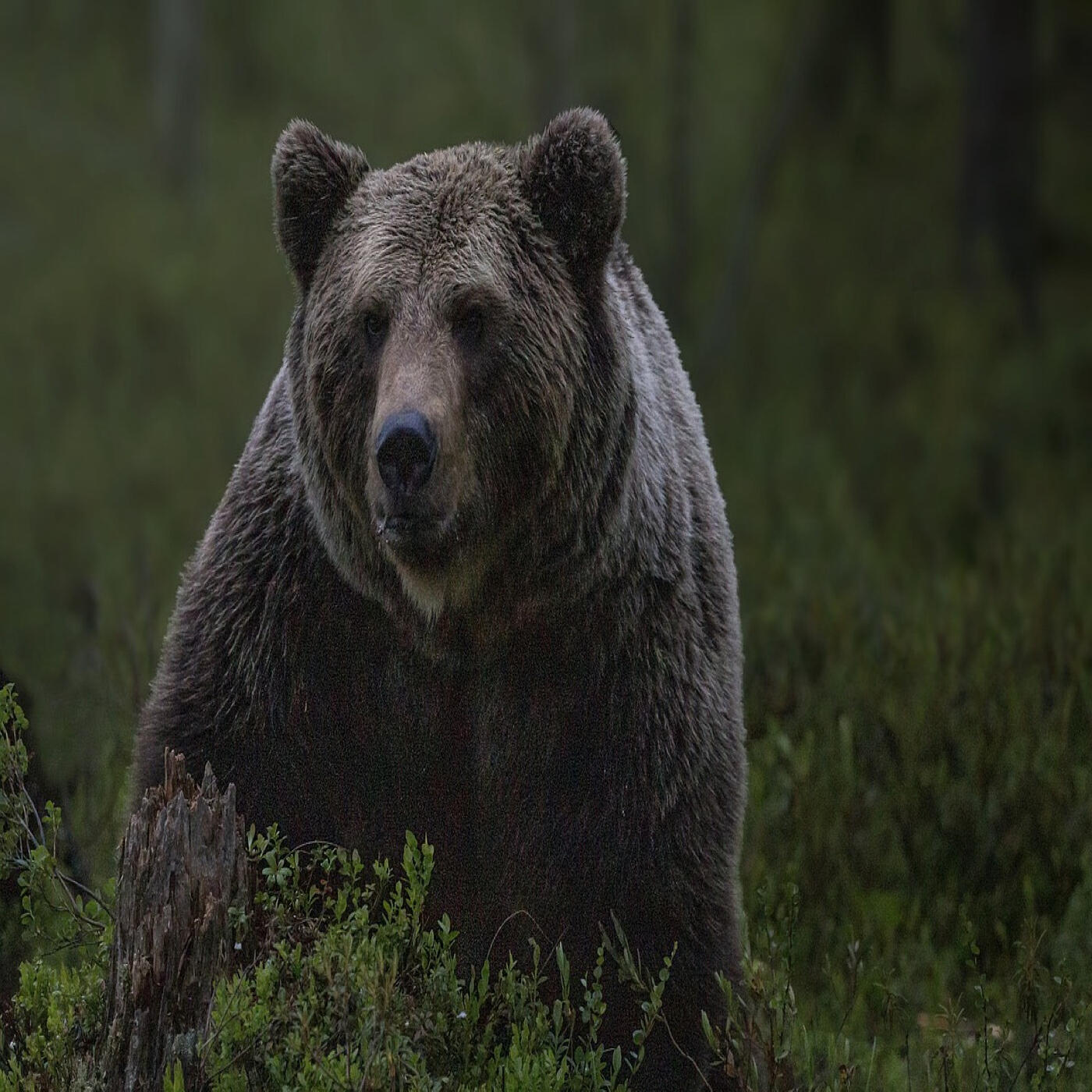 Релиз Circle of Animals 3