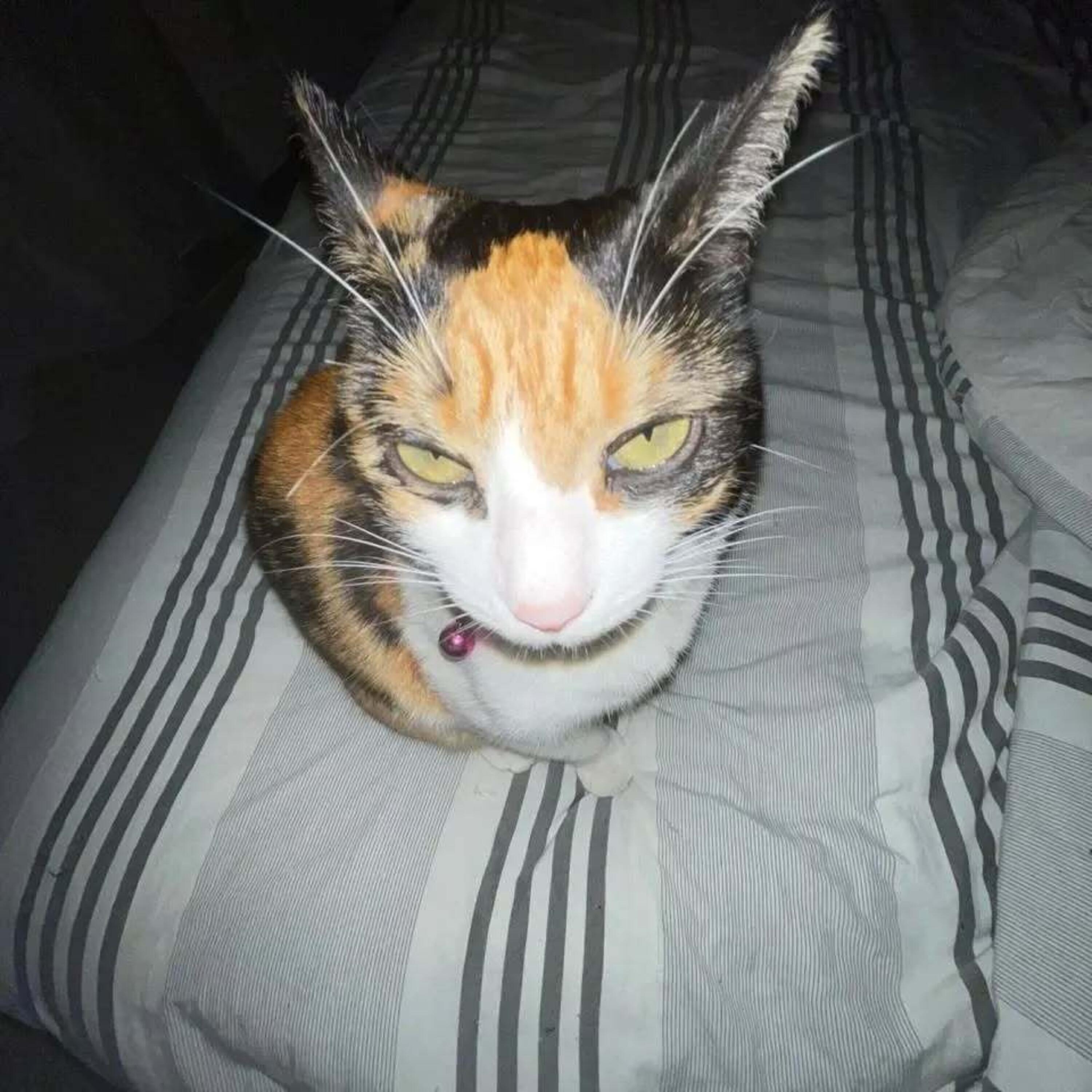 Релиз PEACH