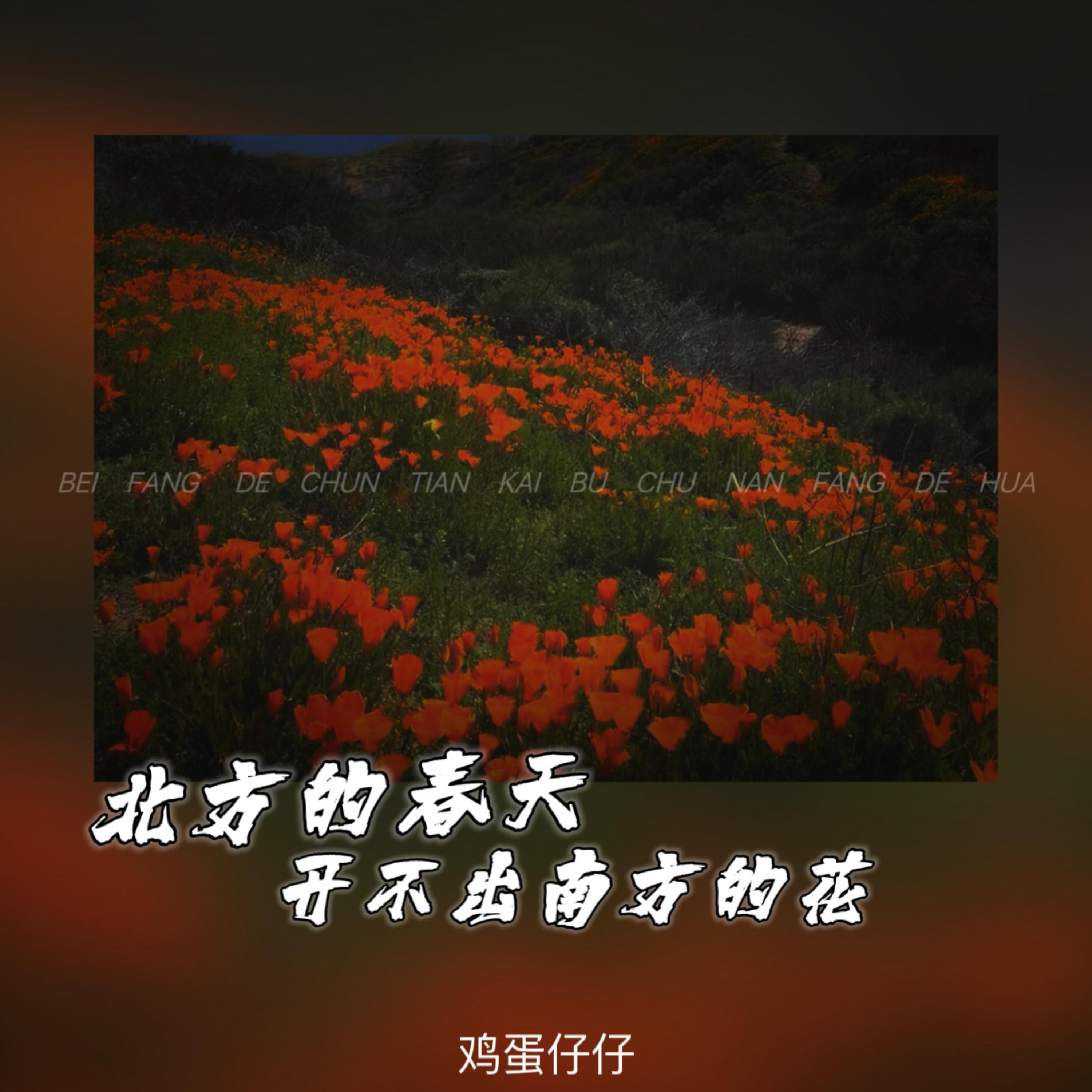 鸡蛋仔仔