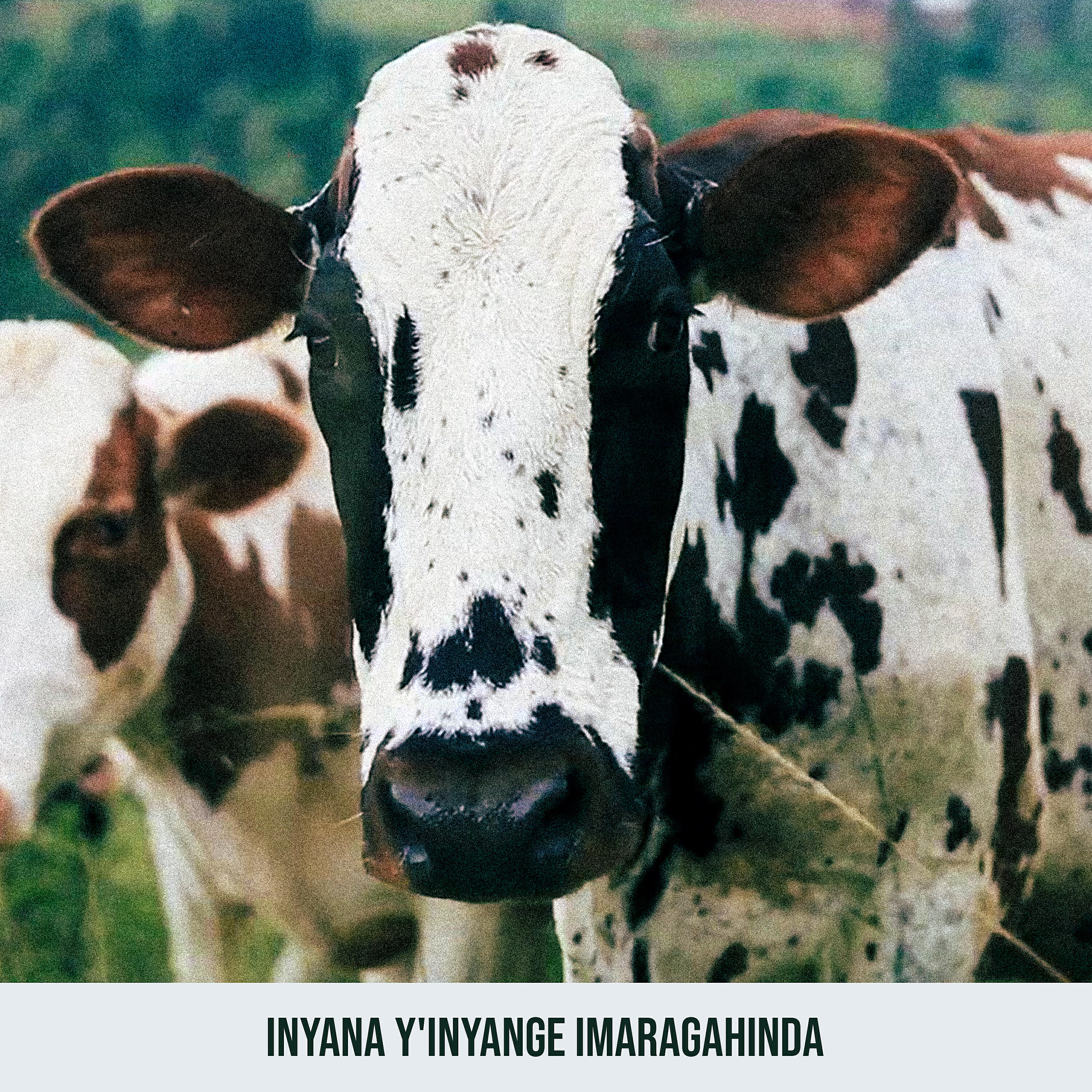 Релиз Inyana Y' Inyange Imaragahinda