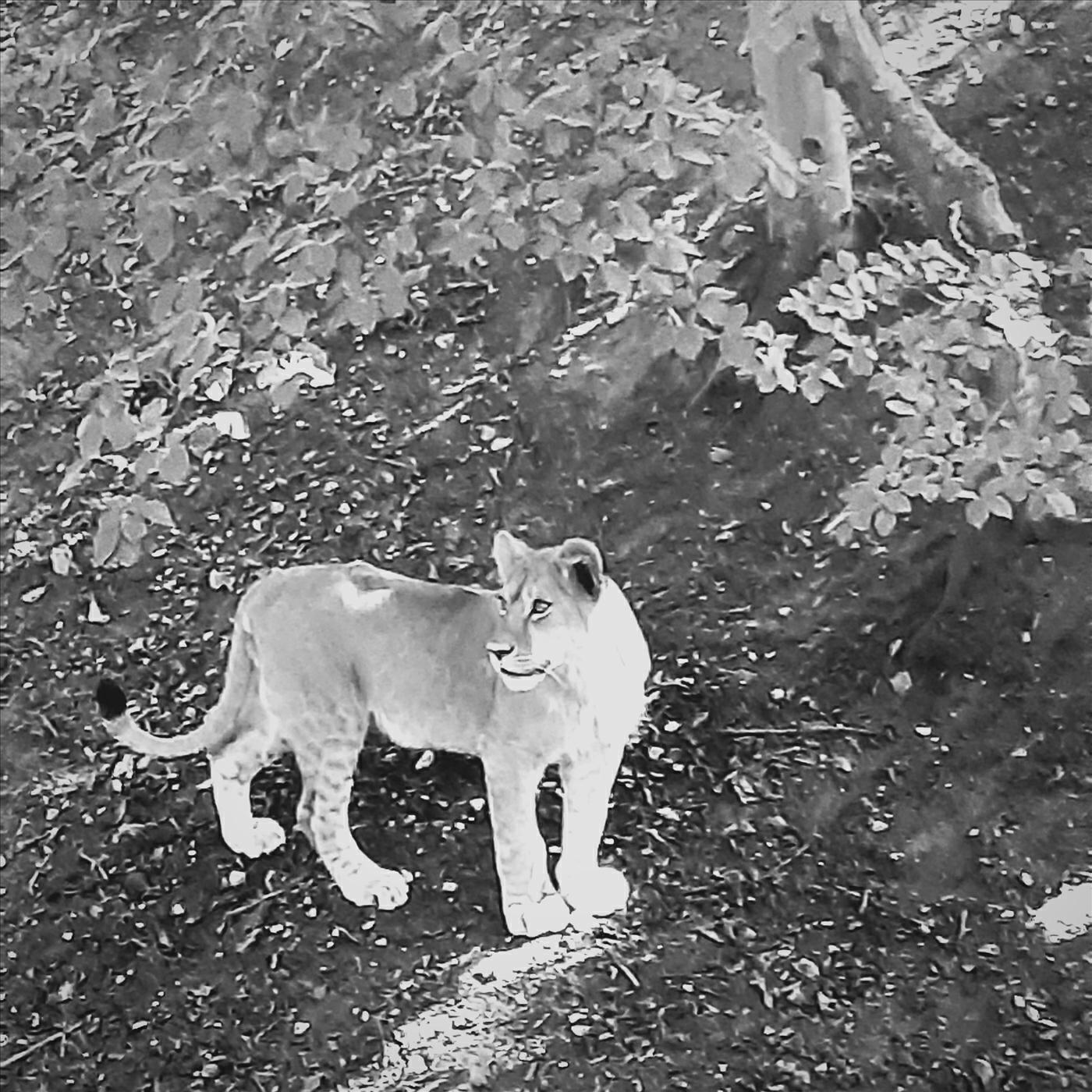Релиз No Lions Here