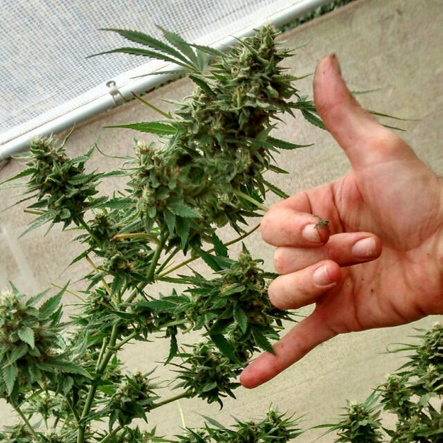 Релиз Free da Herb