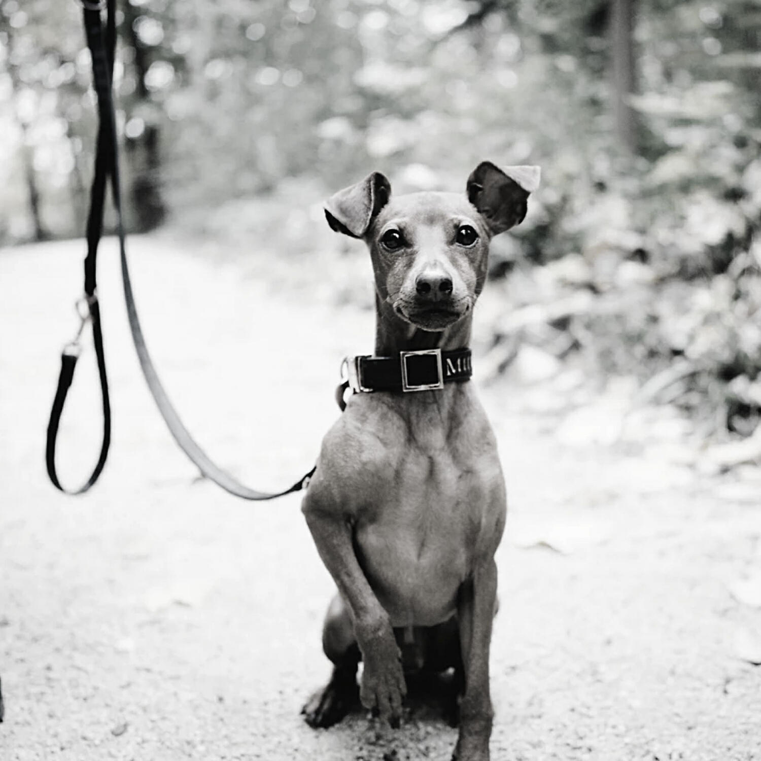 Piano Music for Dogs Moments