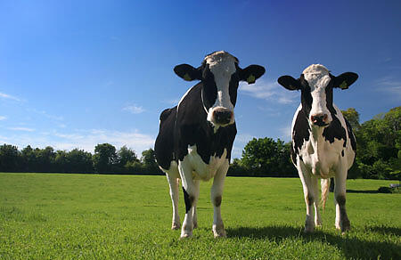 Ill Cows