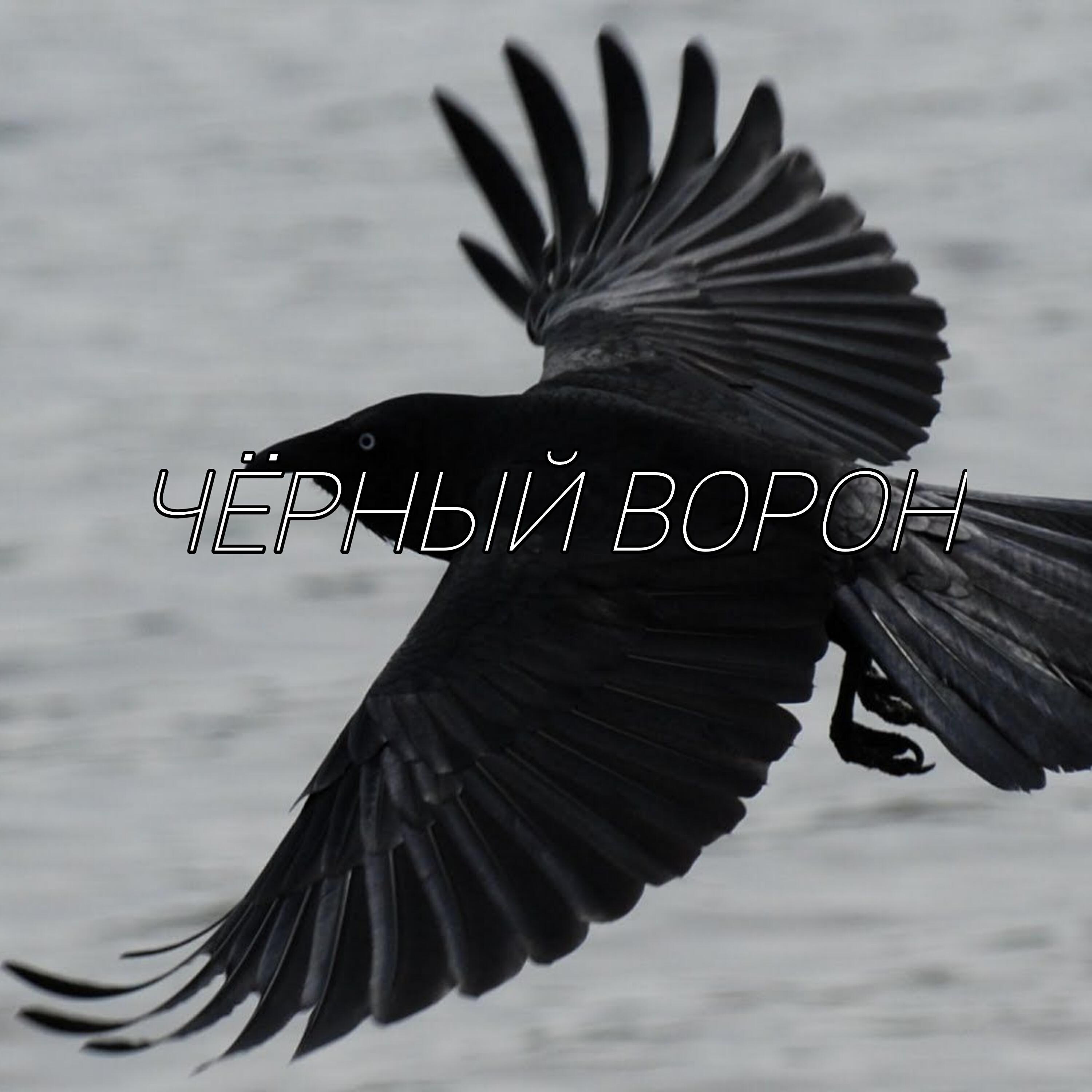 Релиз Чёрный ворон