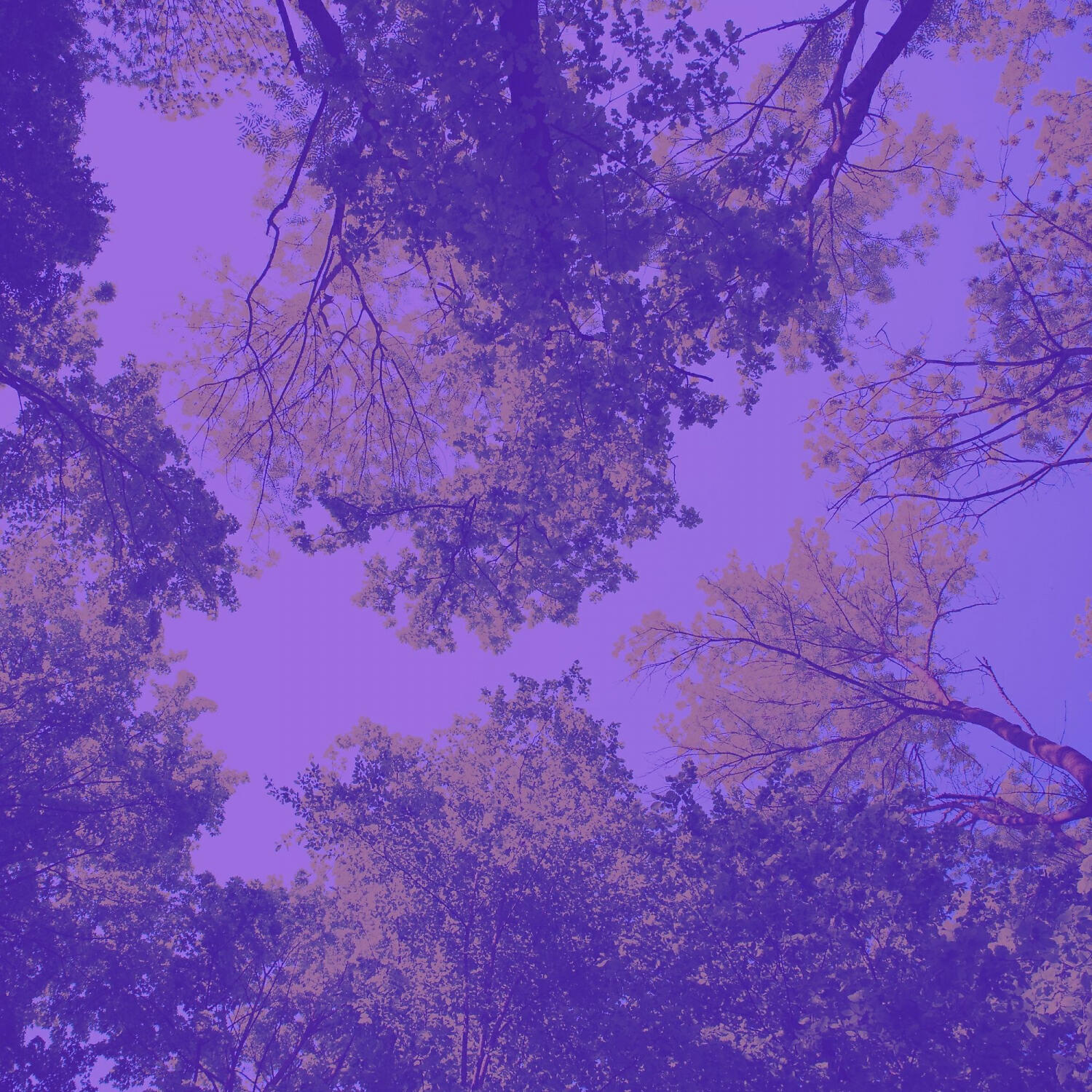 Релиз Quiet Ambiance for Mental Health