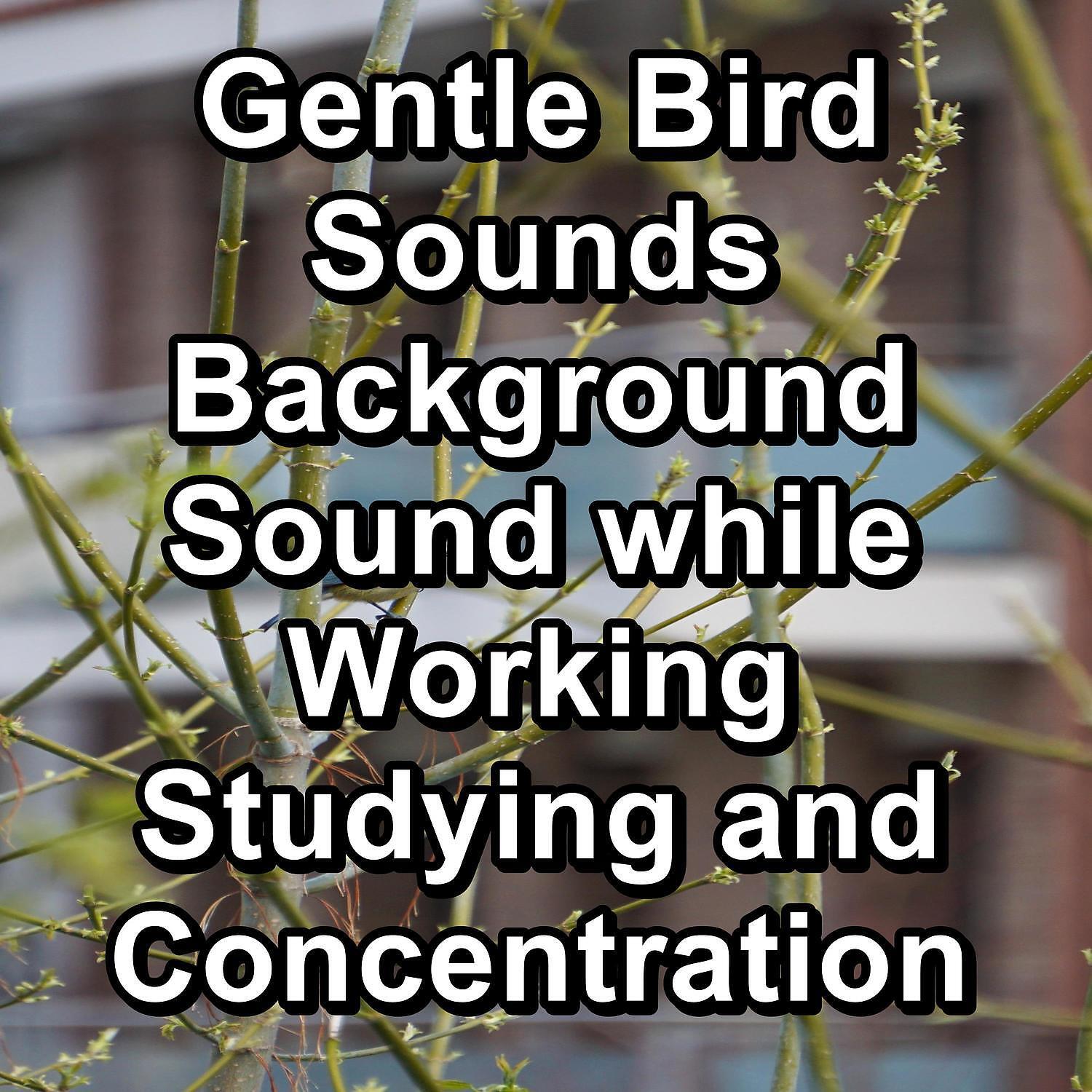 Релиз Gentle Bird Sounds Background Sound while Working Studying and Concentration