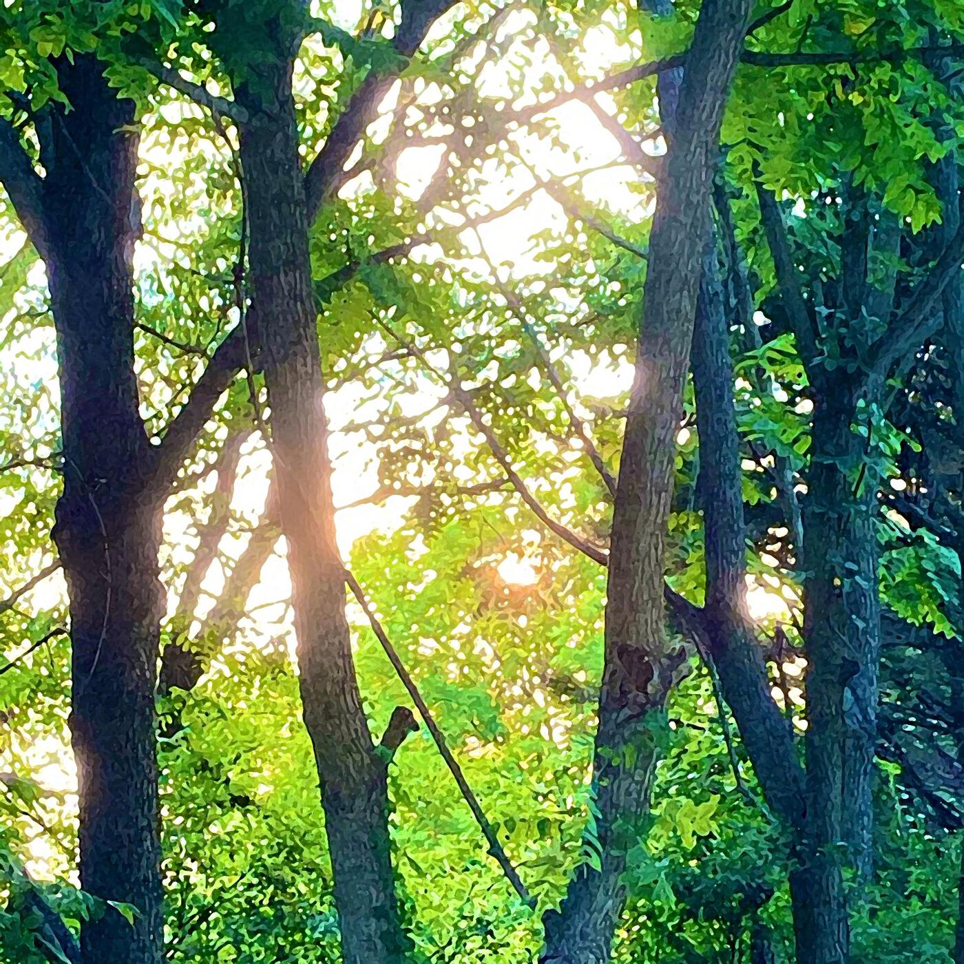 Релиз There's a Light Beyond These Woods