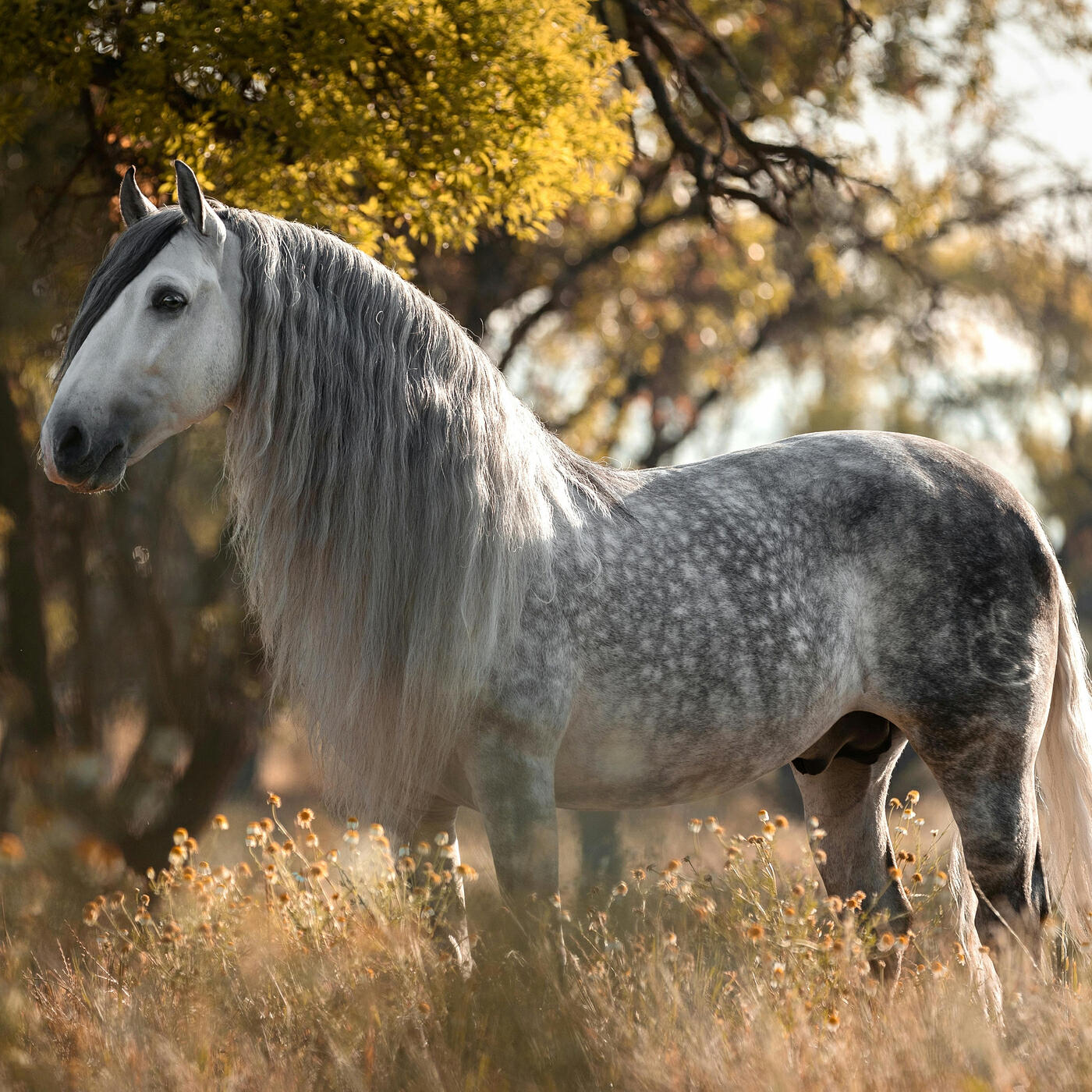 Релиз El Caballo Español