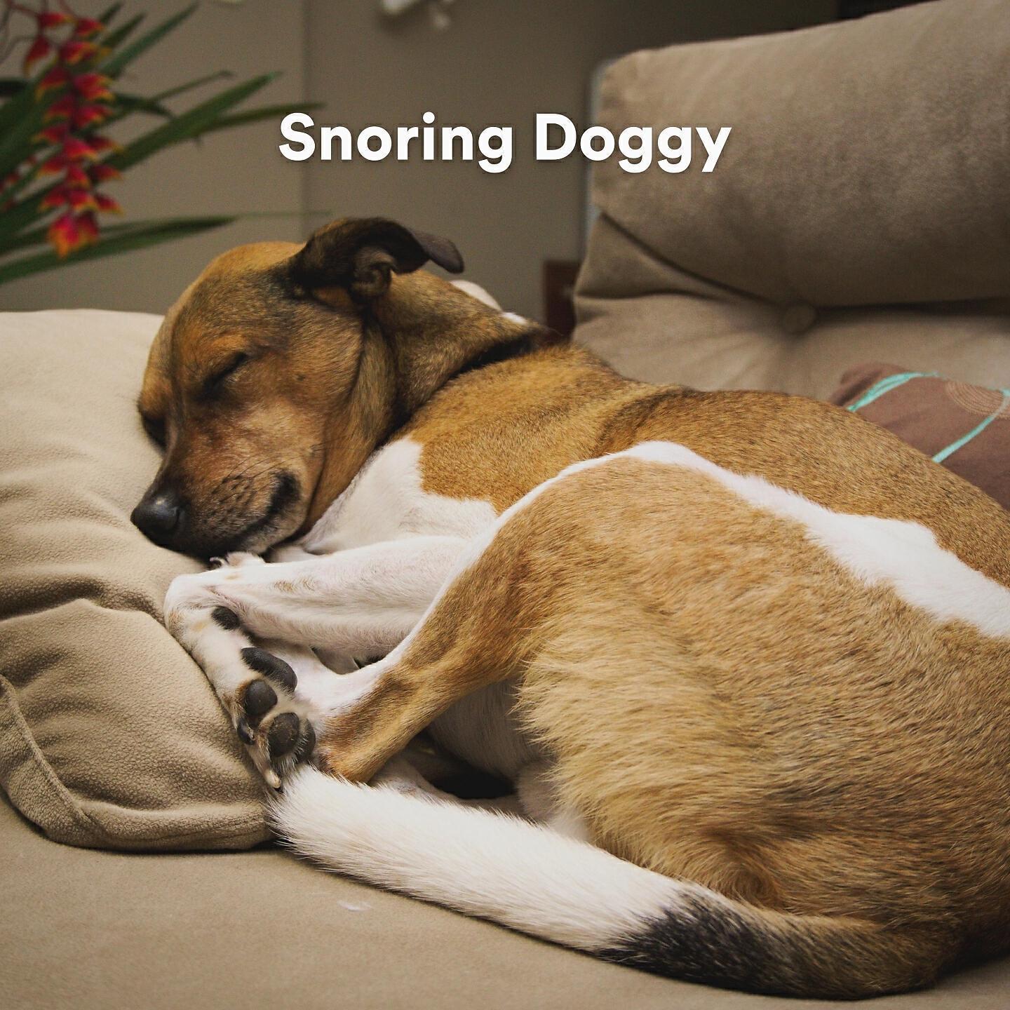 Dog Music Experience