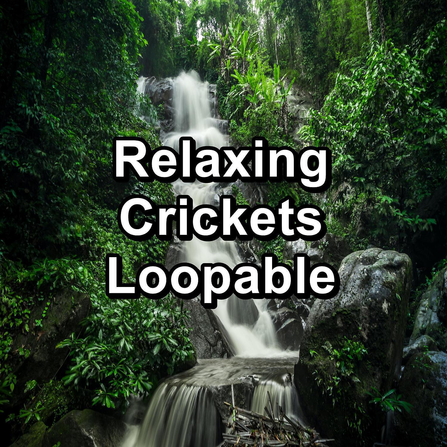 Релиз Relaxing Crickets Loopable
