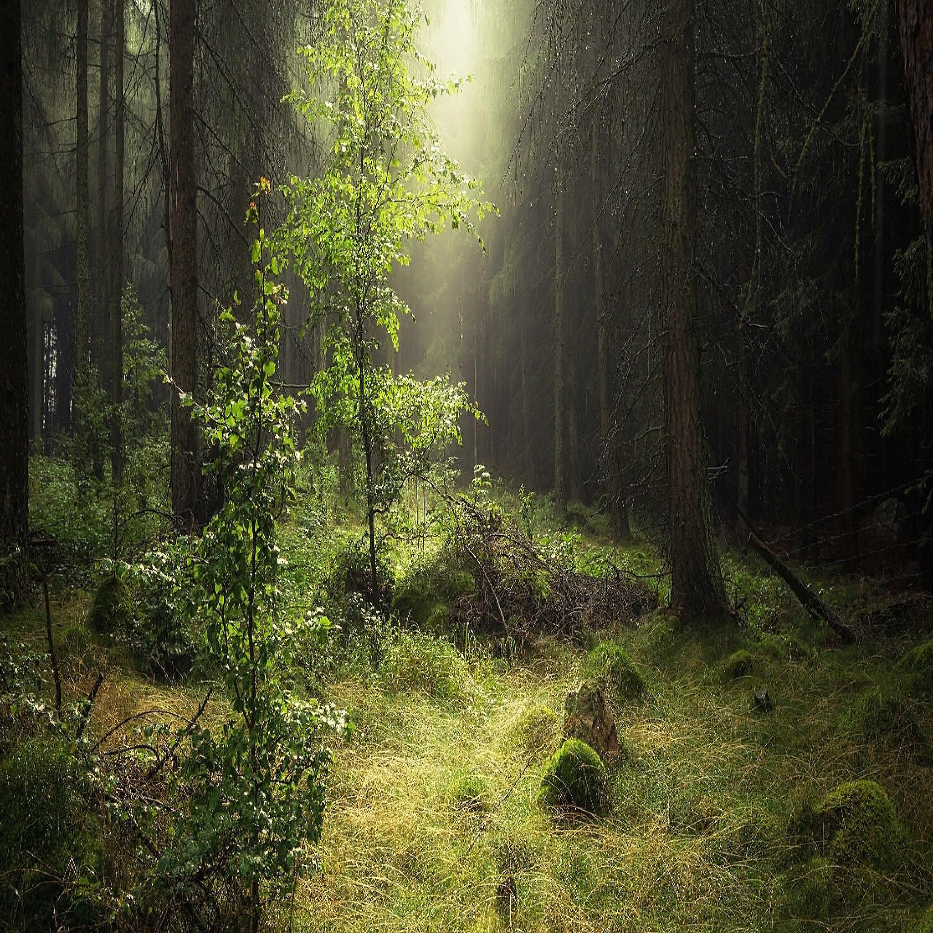 Релиз Forest Sound
