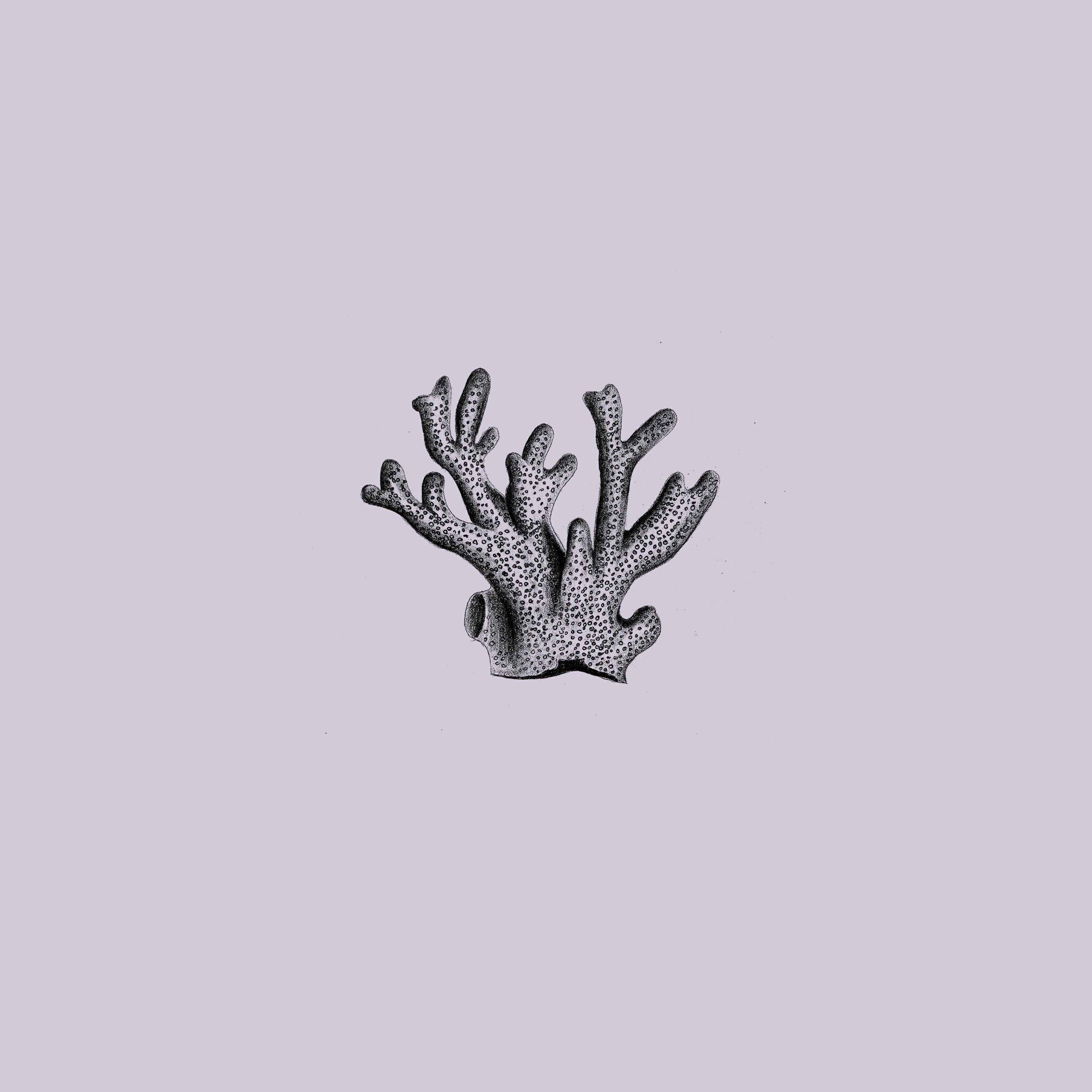 Релиз Seeds of Tomorrow