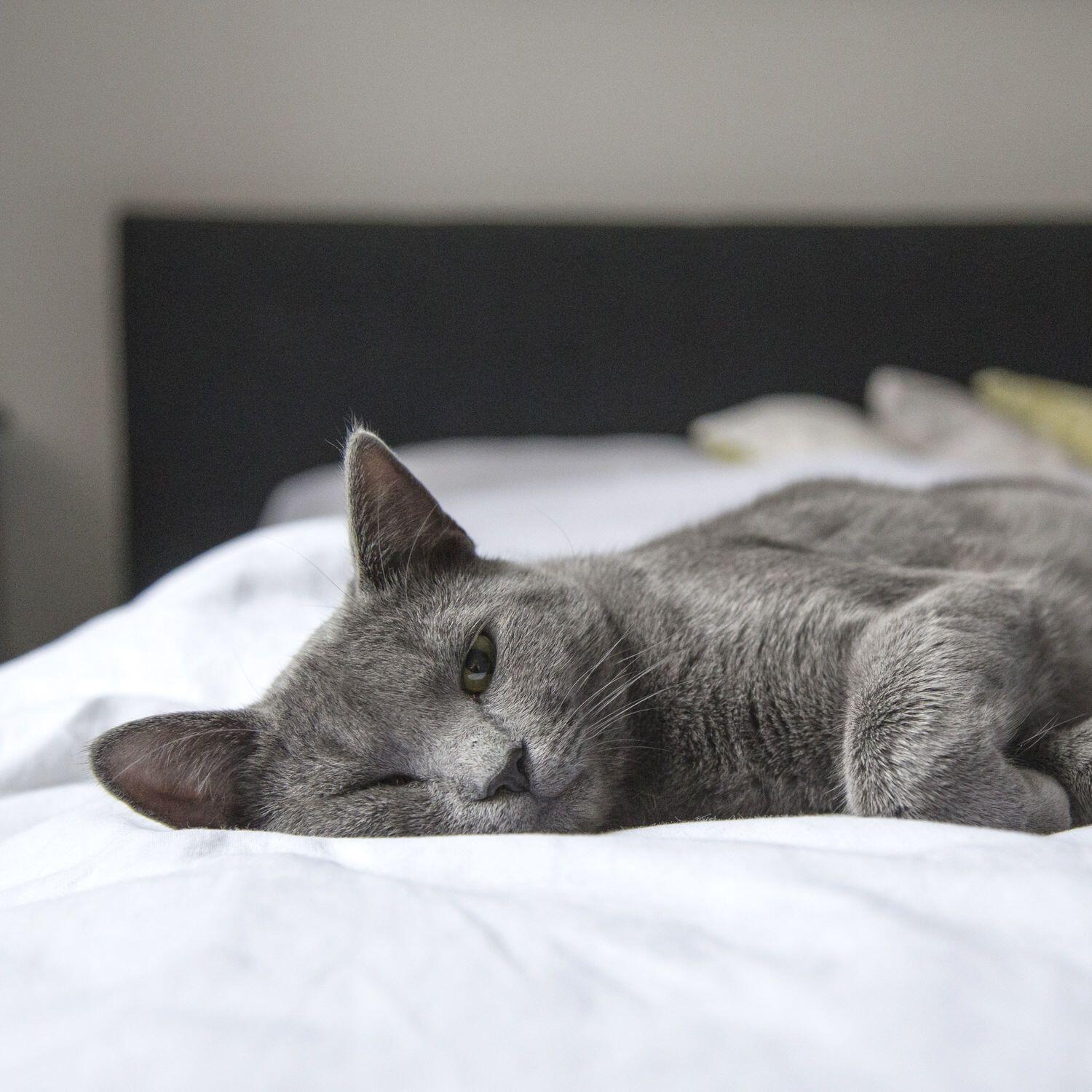Релиз Green Soughs for Sleeping Babies