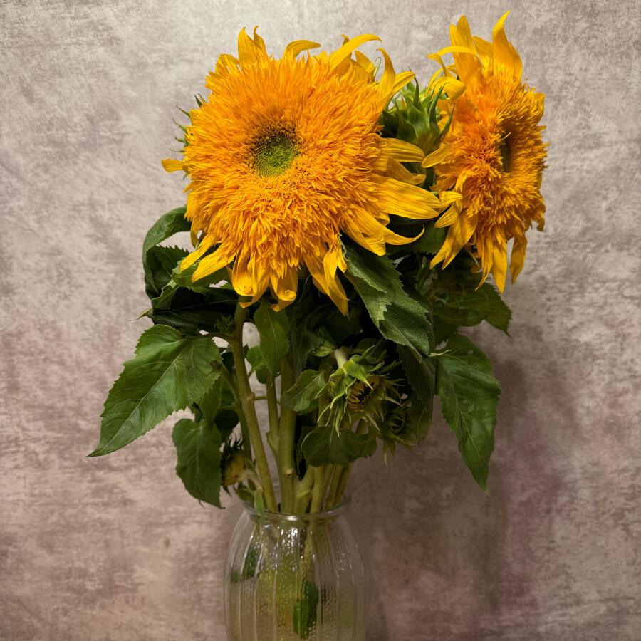 Волна по релизу