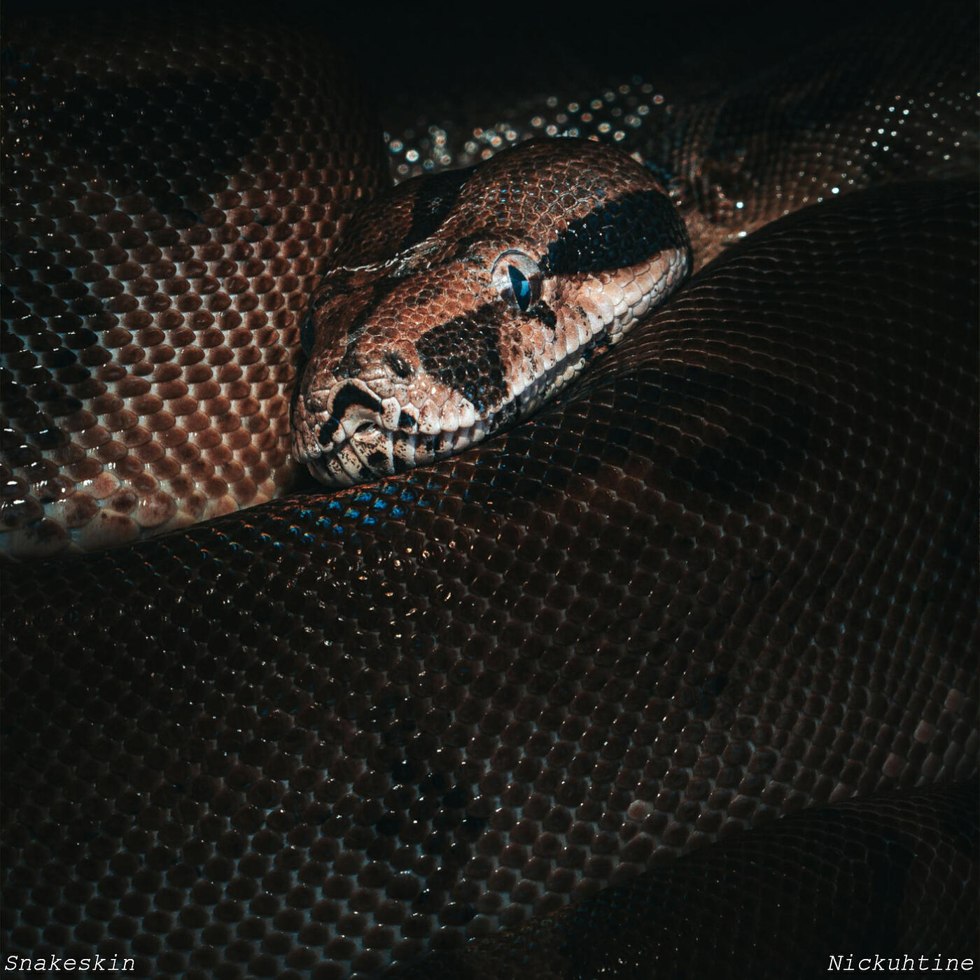 Релиз Snakeskin