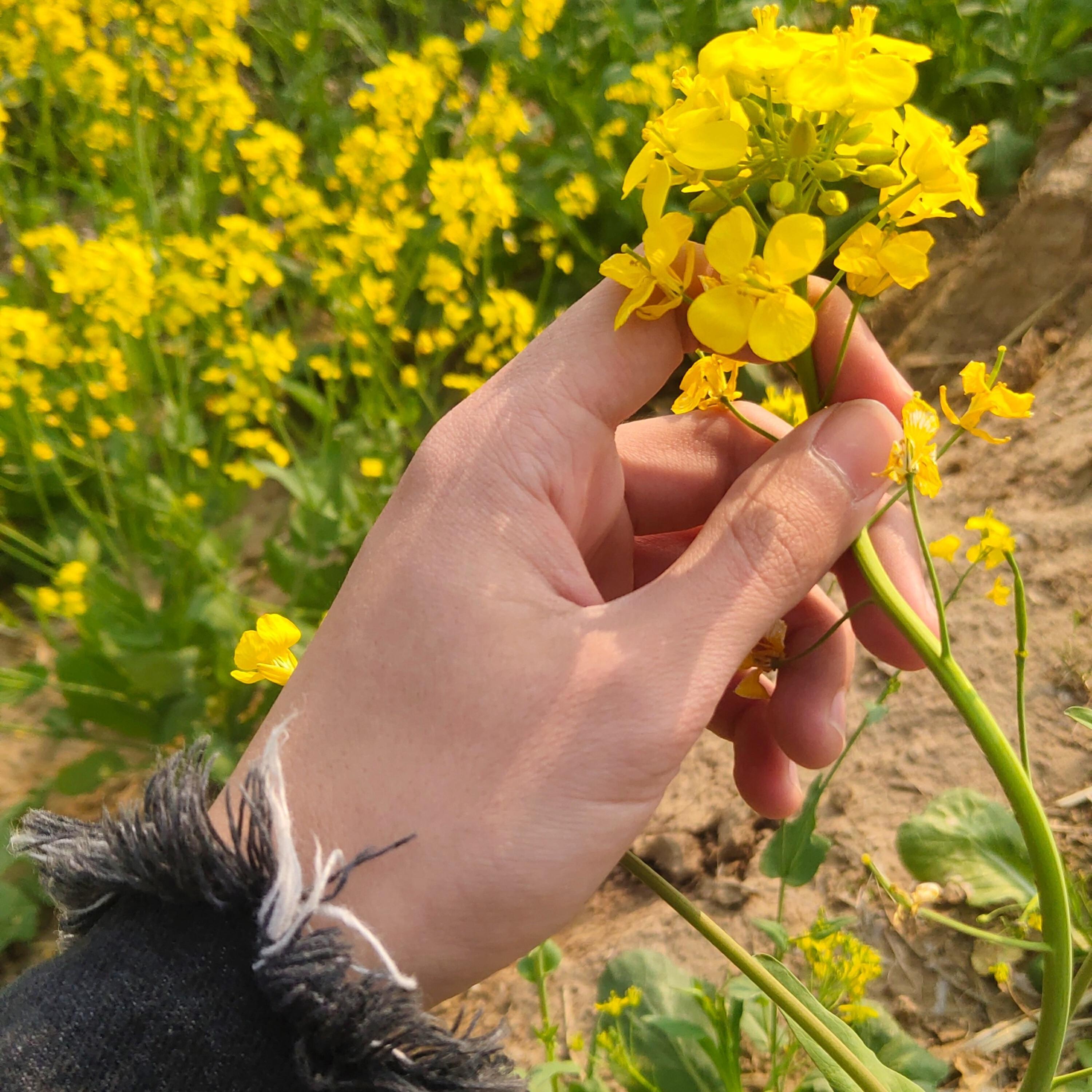 Релиз 芸薹骑士