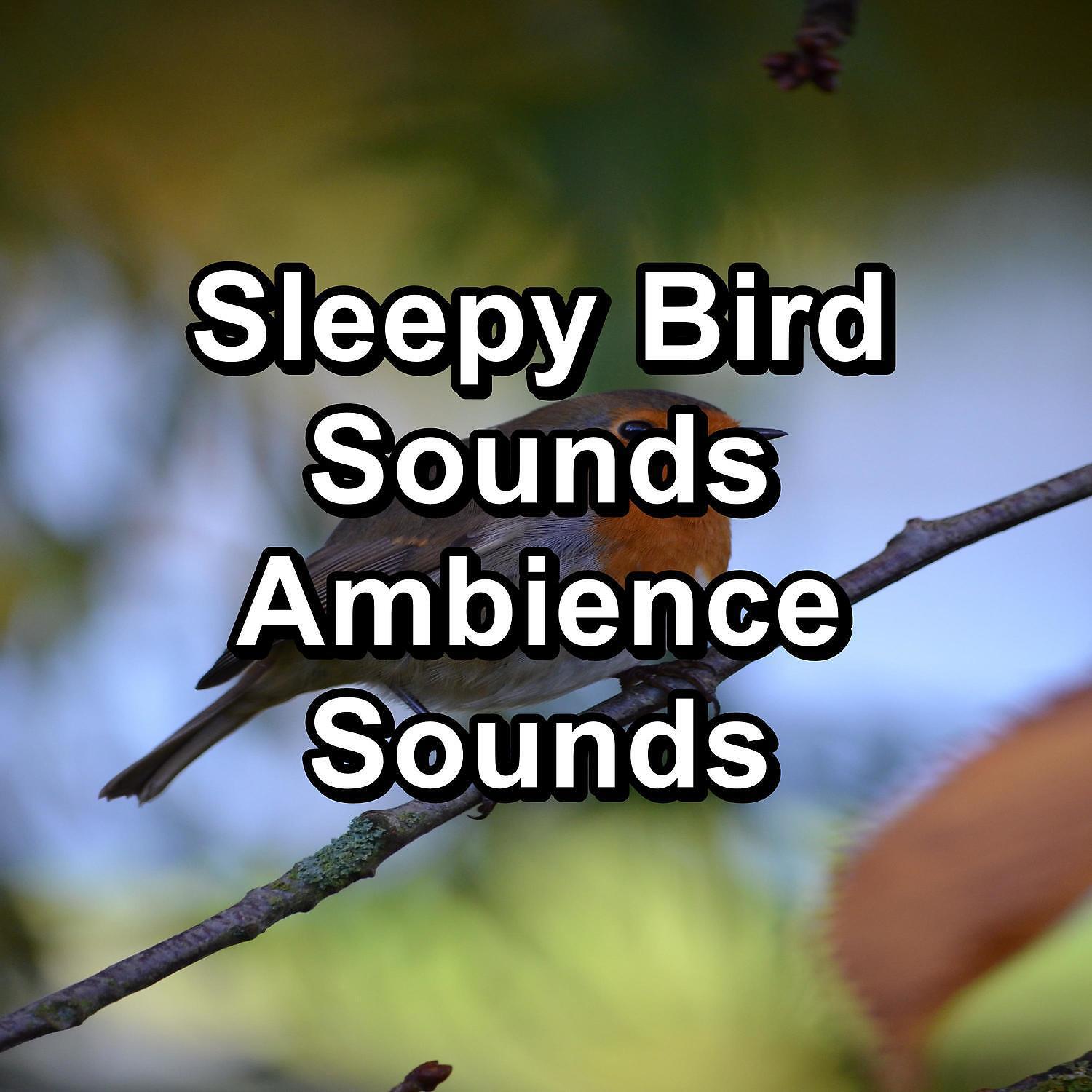 Релиз Sleepy Bird Sounds Ambience Sounds
