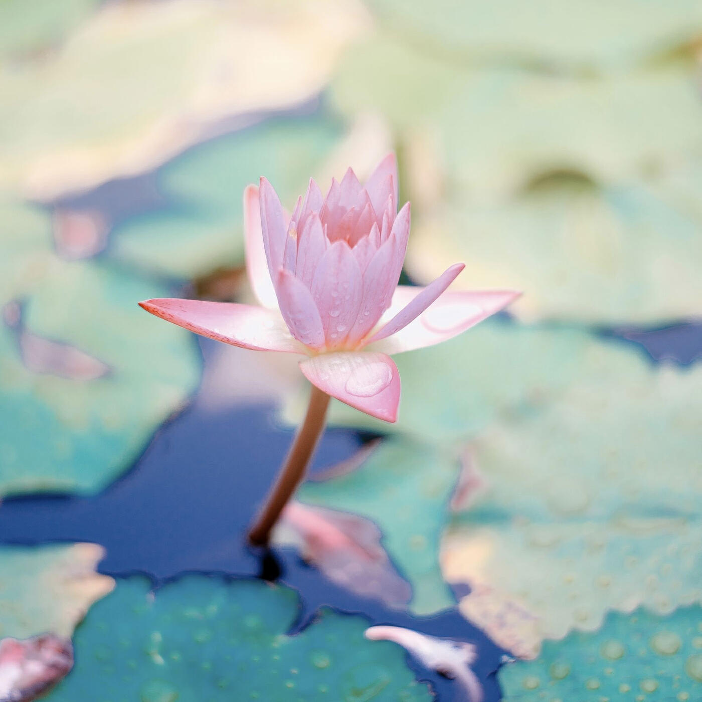 Релиз Music for Meditation