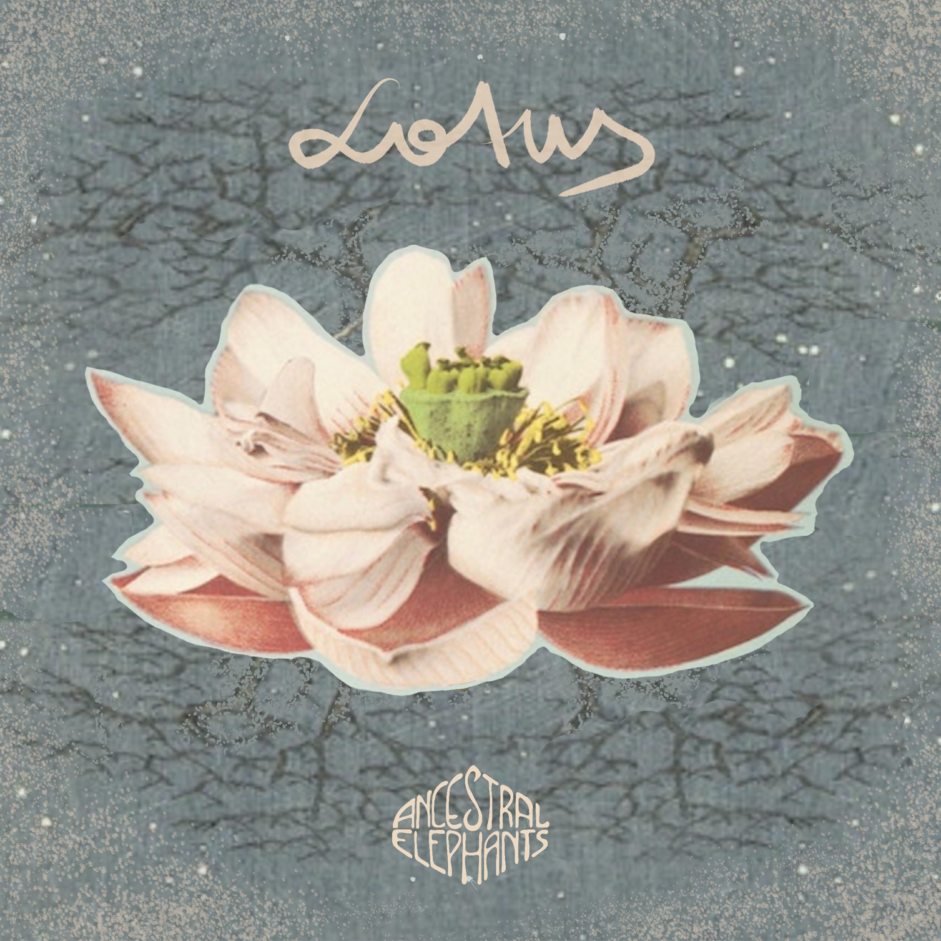 Релиз Lotus