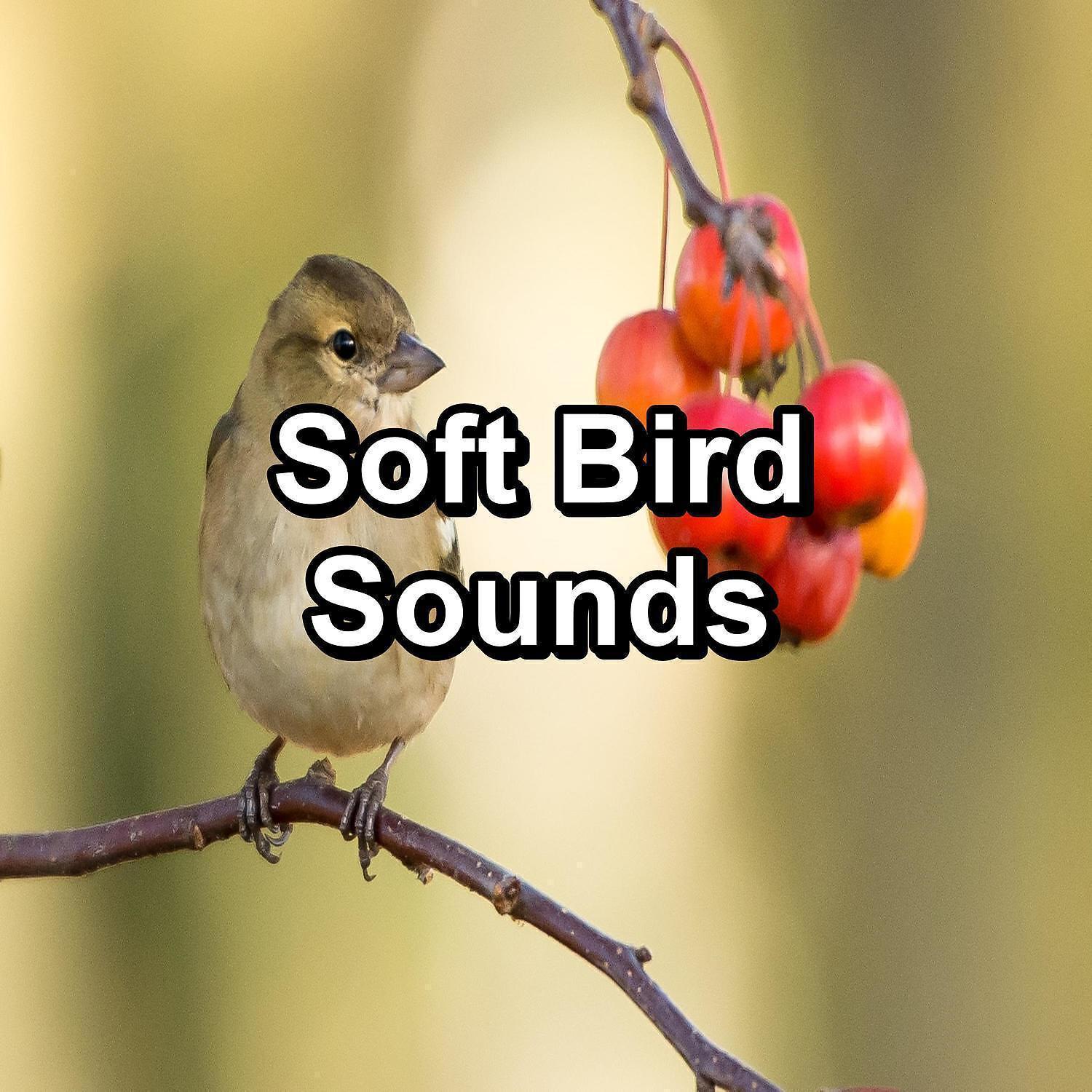 Ocean Wave Sounds