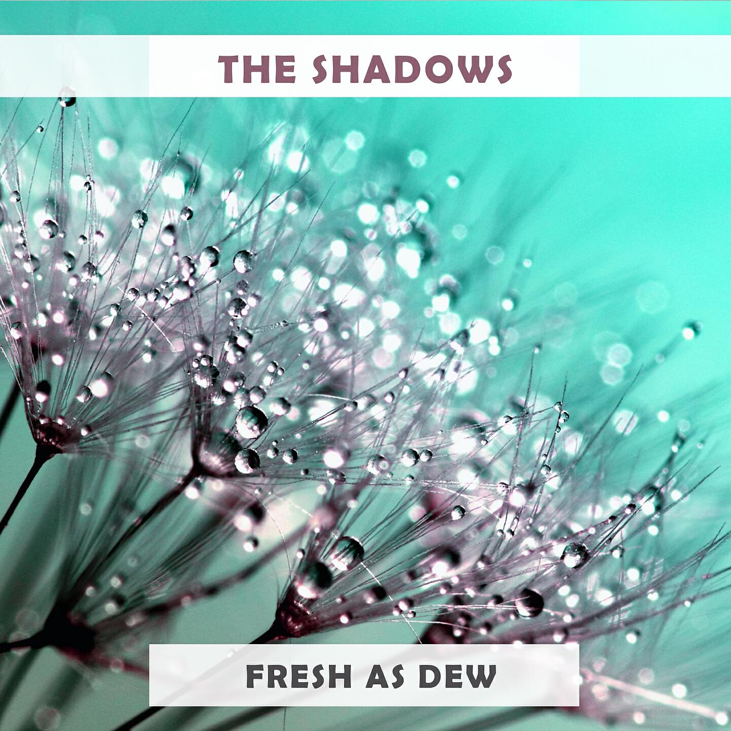 Релиз Fresh As Dew