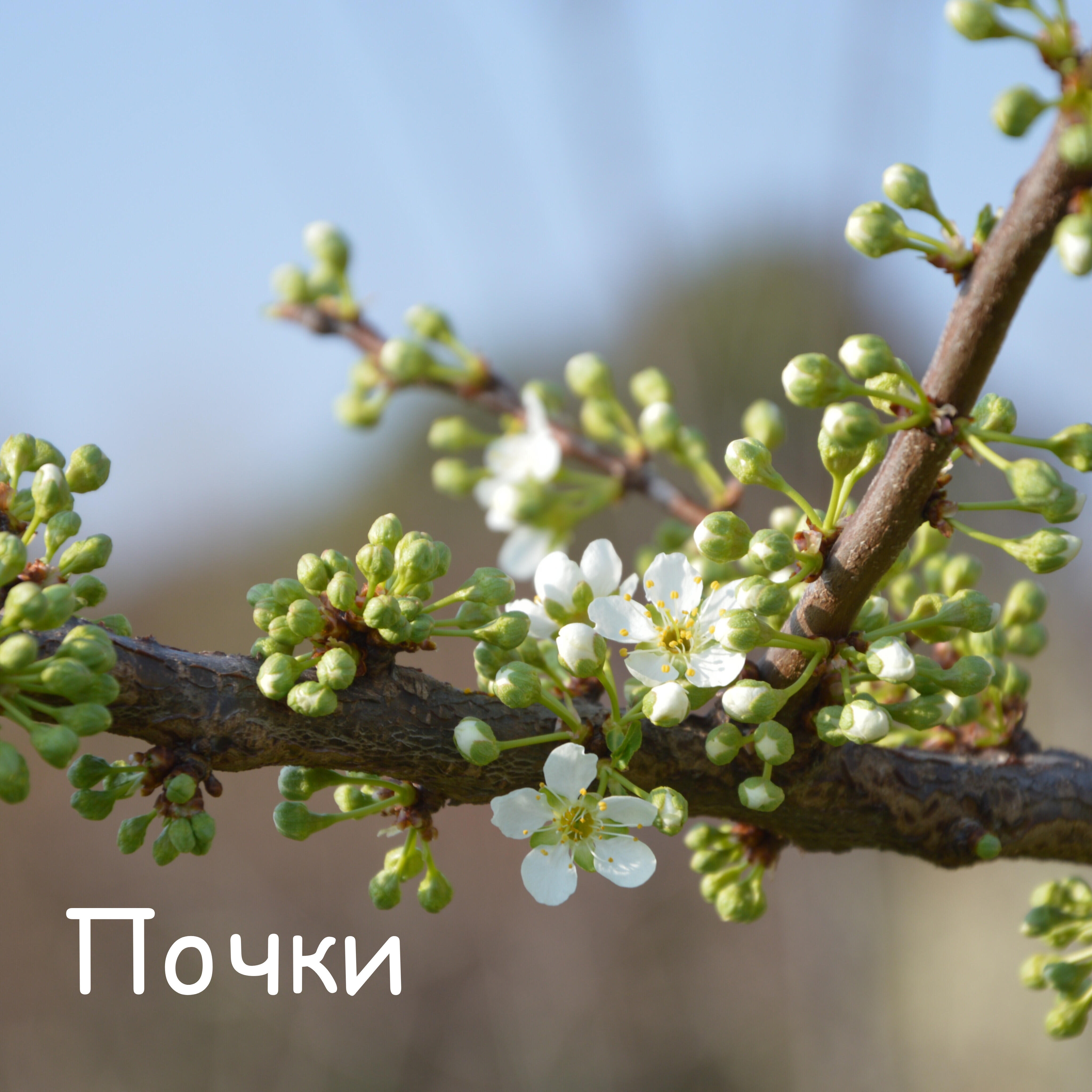 Кирилл Якунин