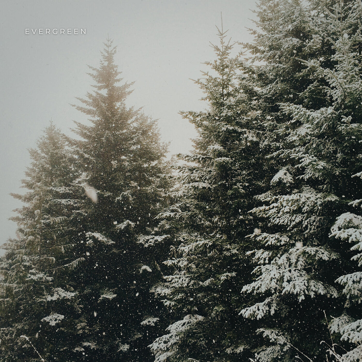Релиз Evergreen