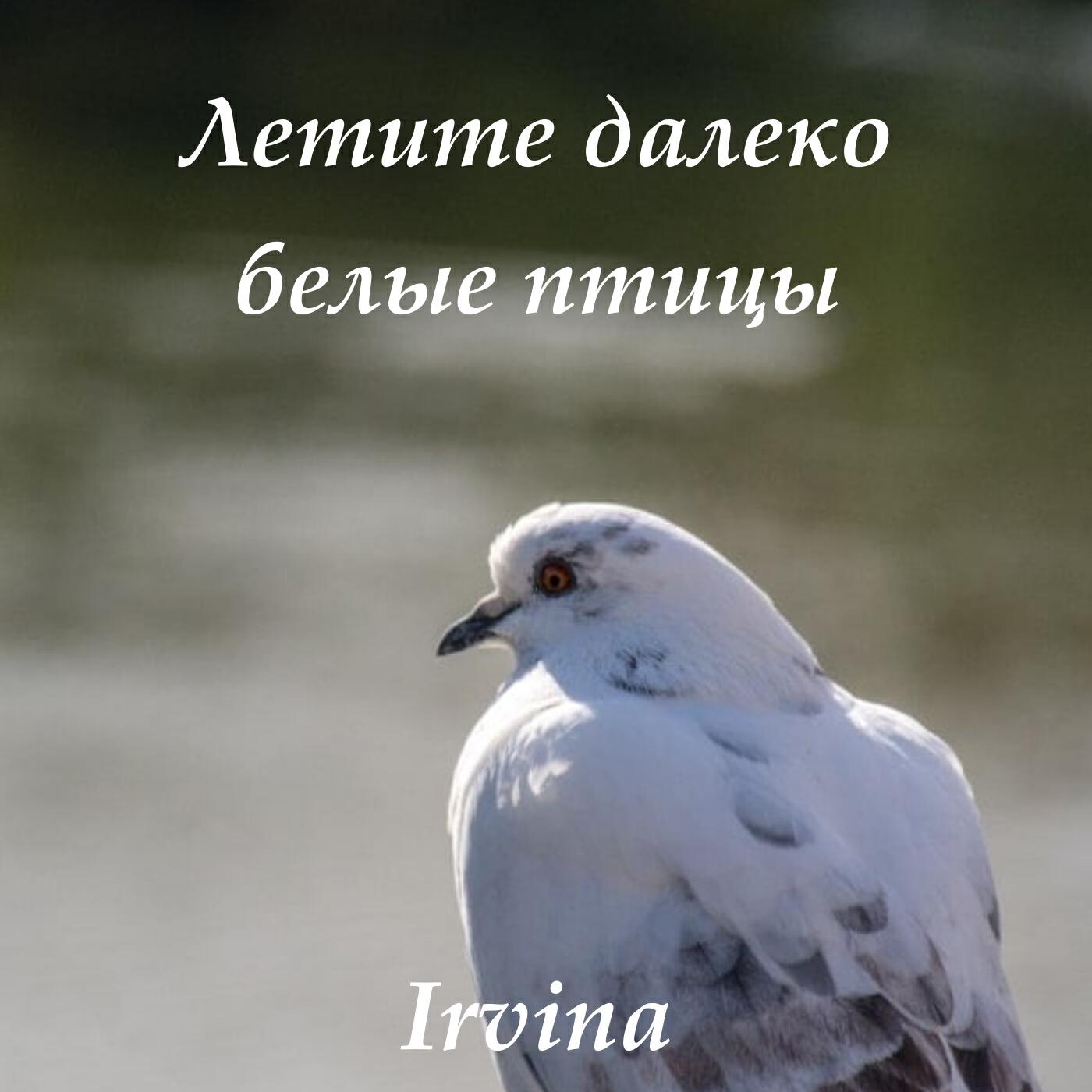 Постер альбома Летите далеко белые птицы