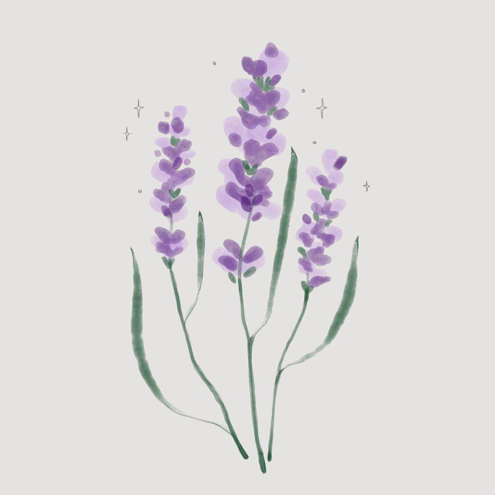 Релиз wherelavenderblooms