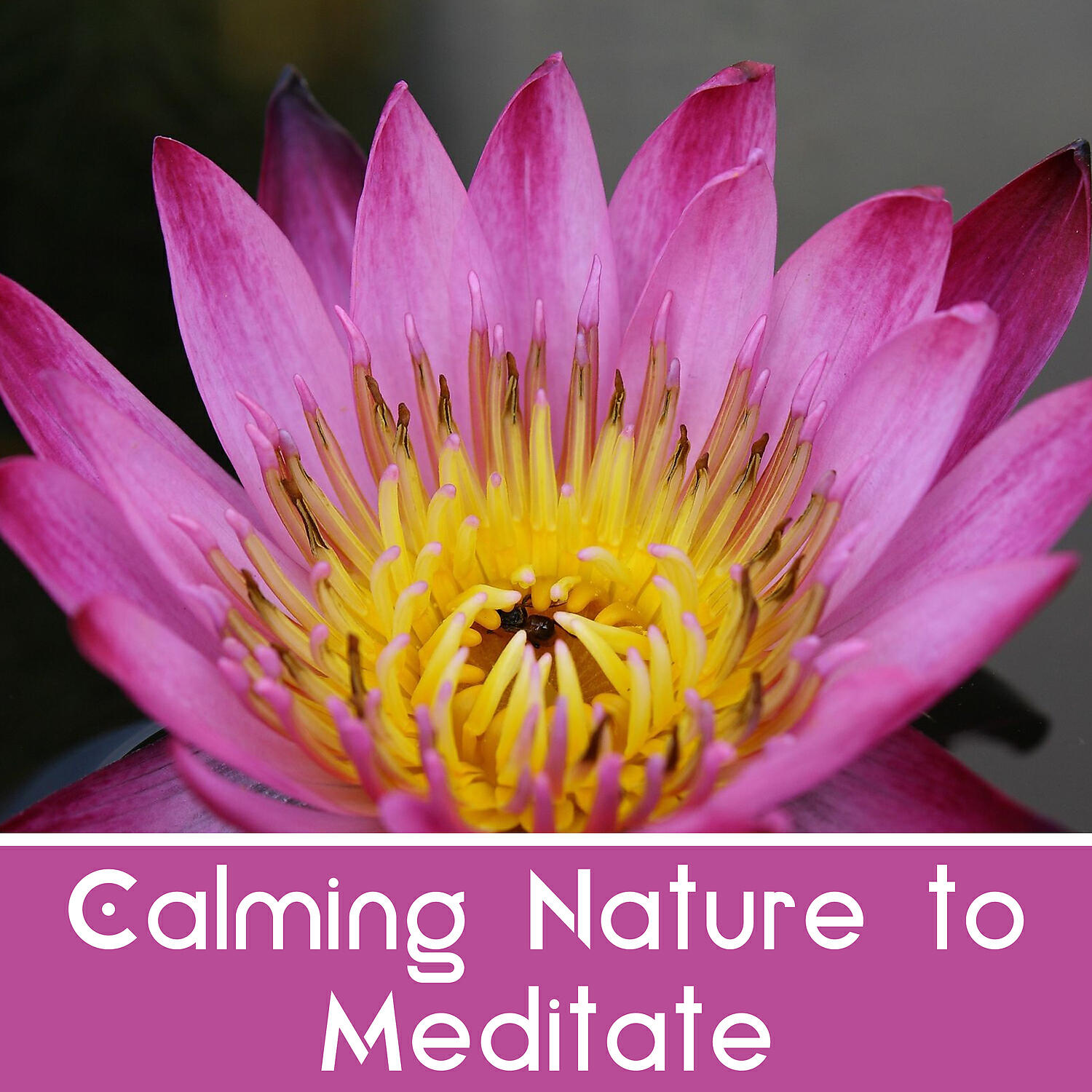 Релиз Calming Nature to Meditate – Inner Silence, Meditation Sounds, Energy Gathering, Calm Music