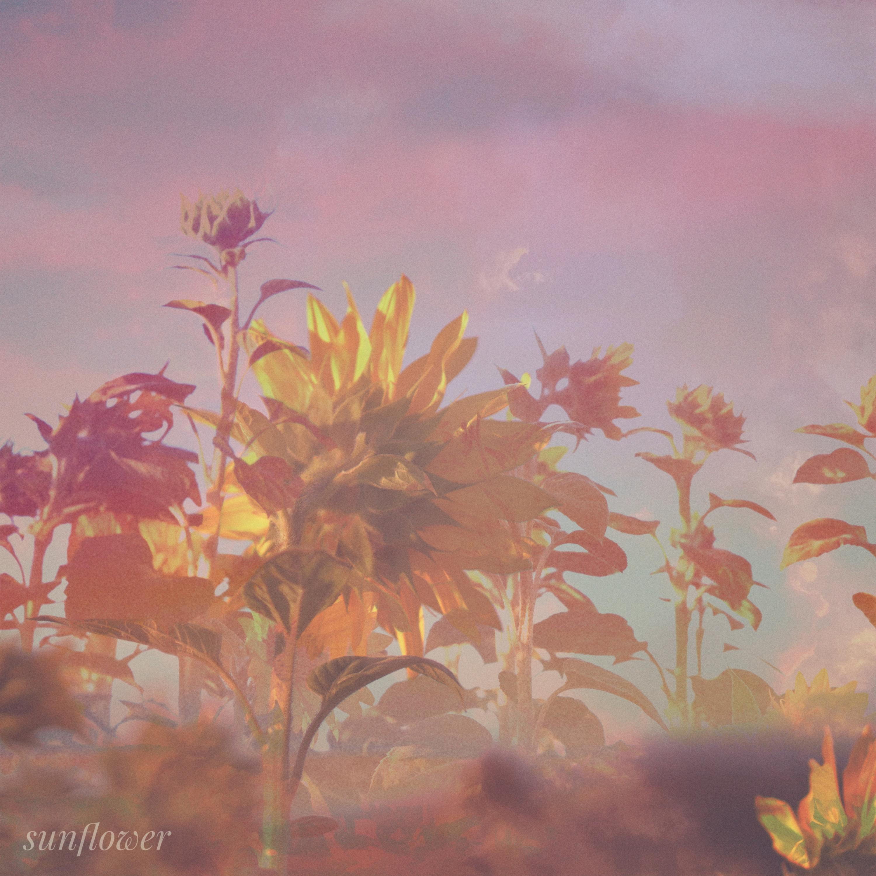 Релиз Sunflower