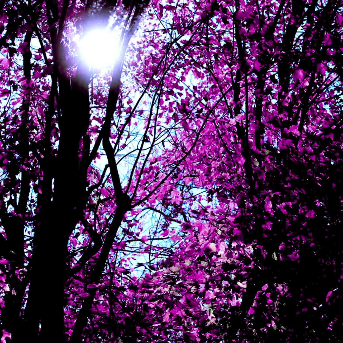 Sensory Ambience Saludo