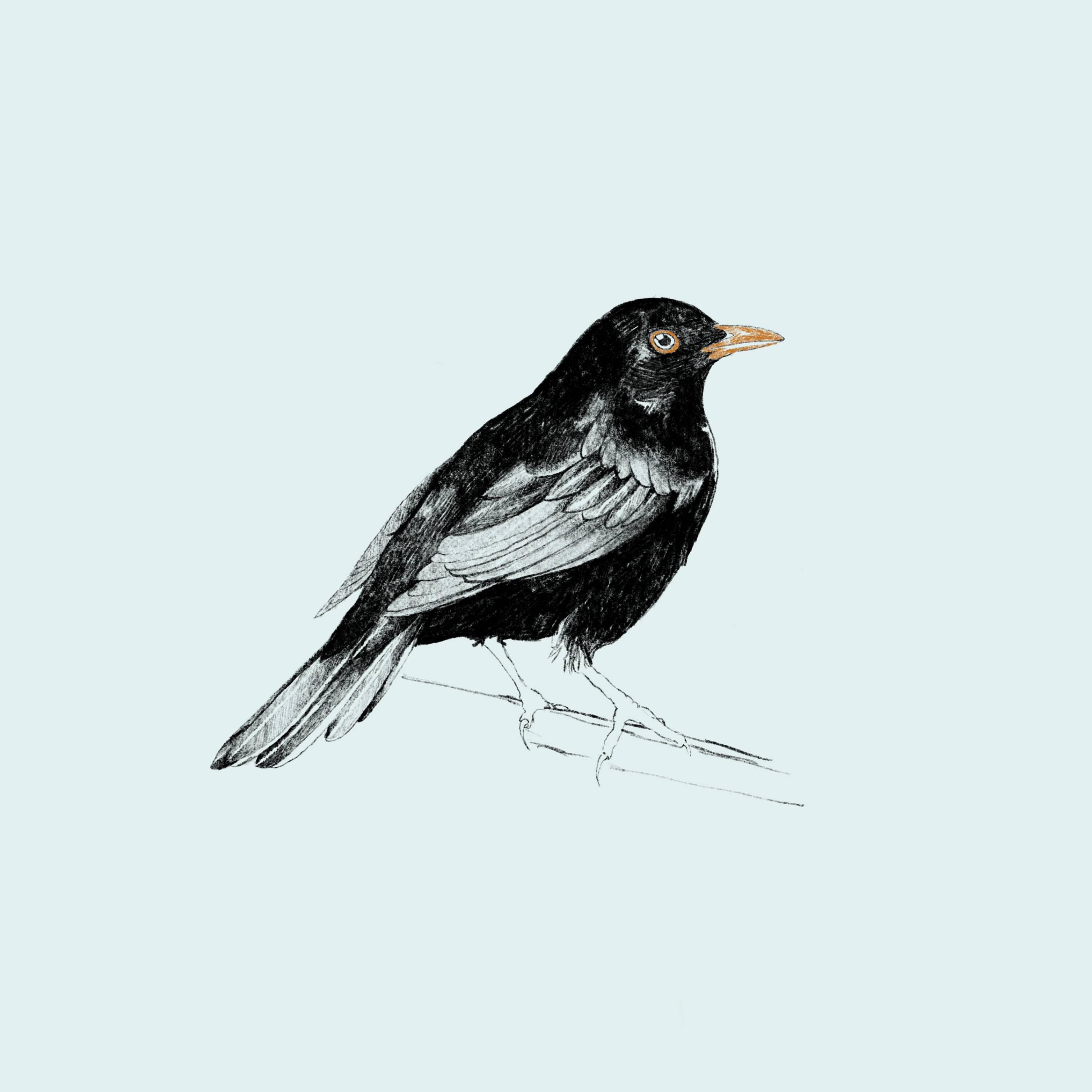 Релиз Pájaros