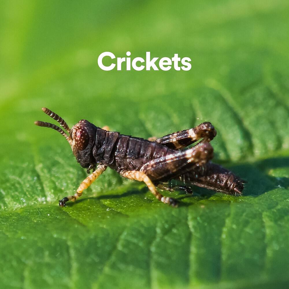 Постер альбома Crickets