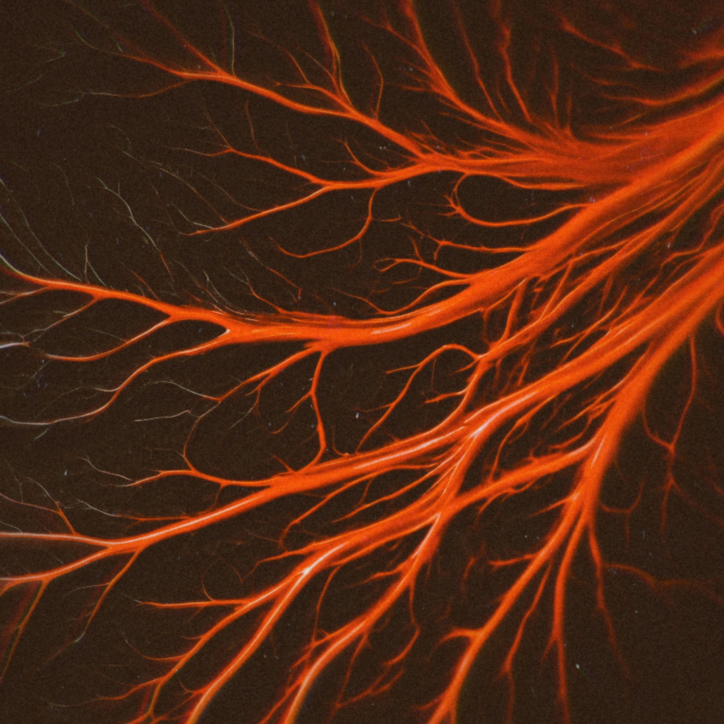 Релиз VEINS