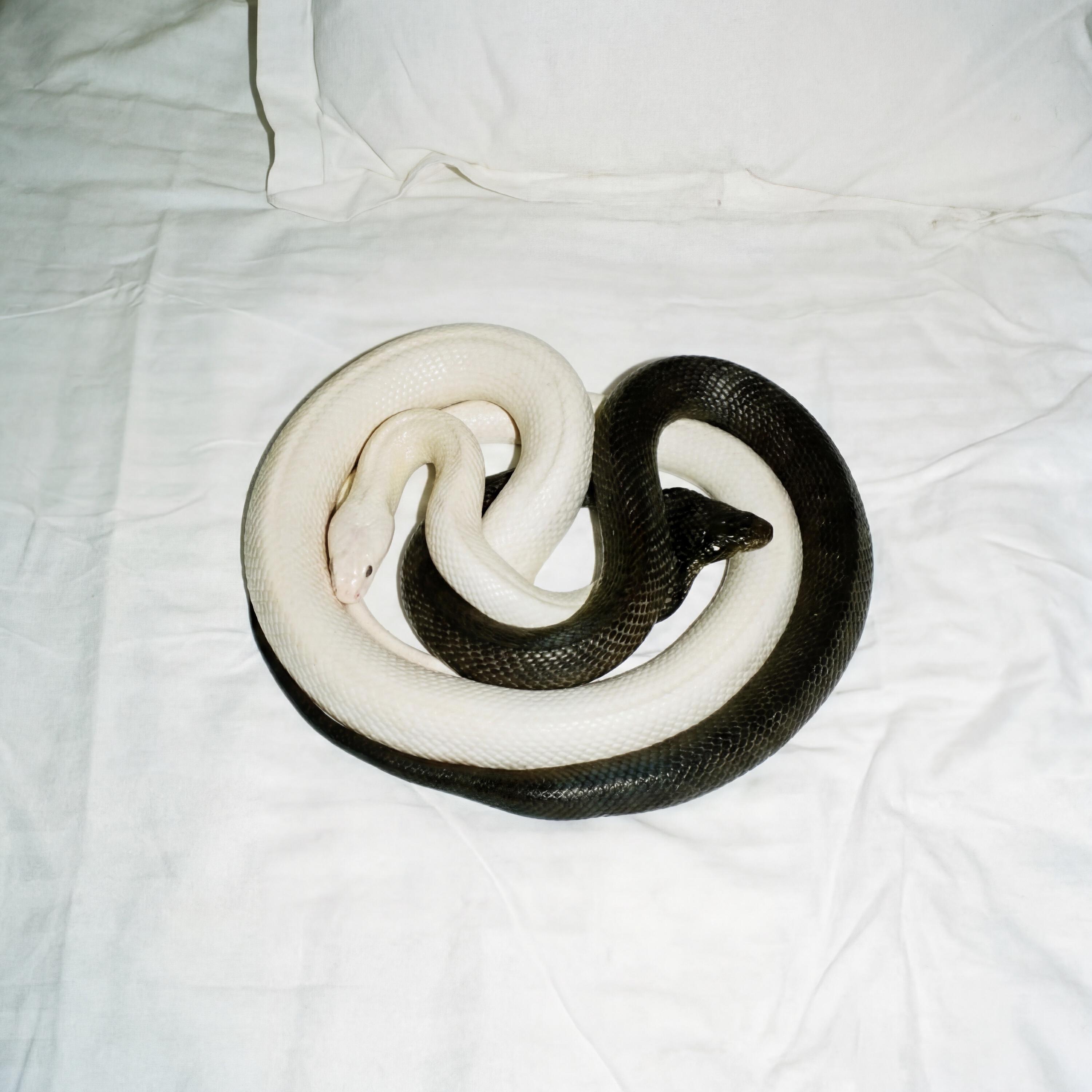 Релиз YIN YANG