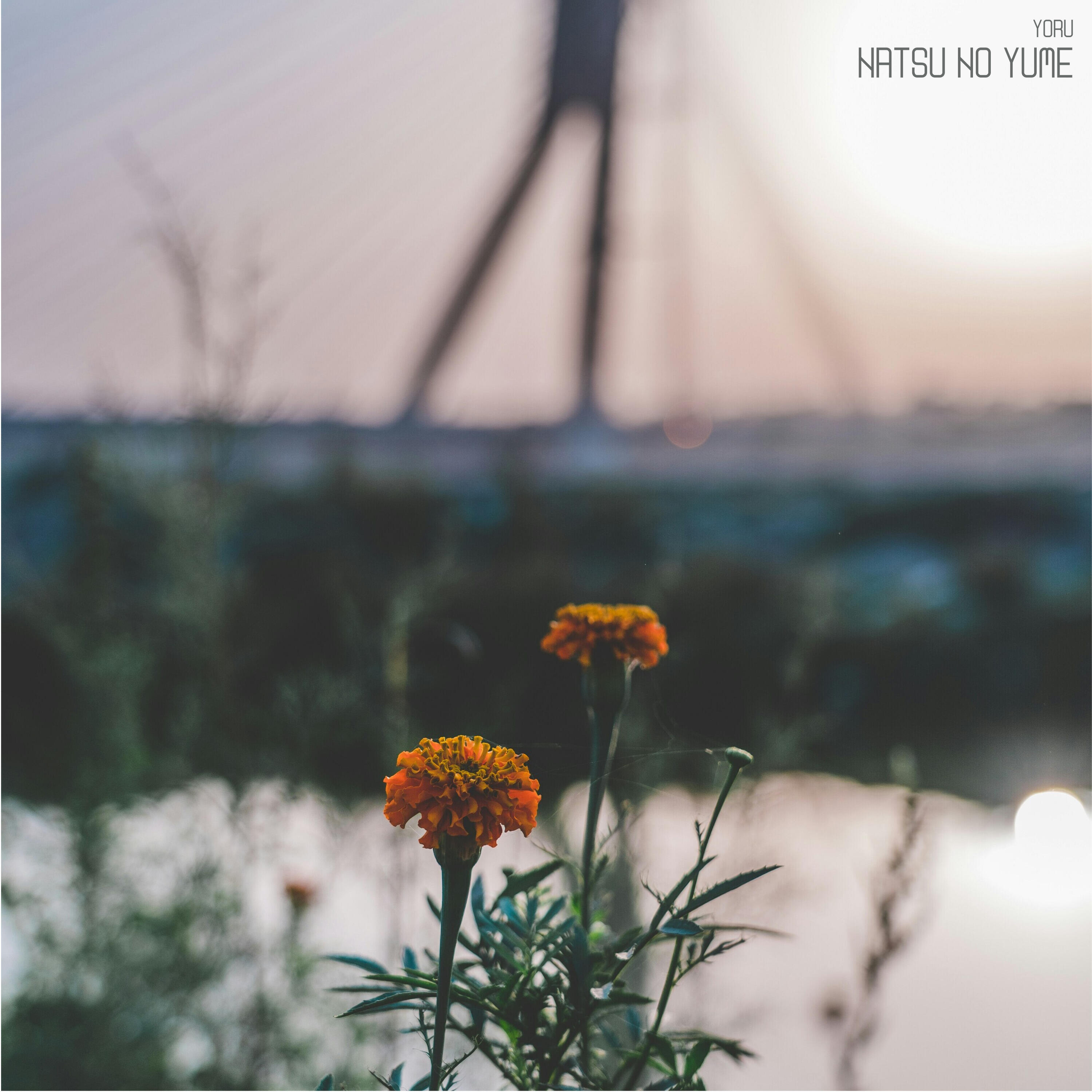 Релиз Natsu No Yume