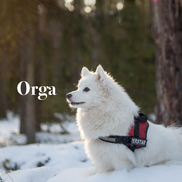 Релиз Orga