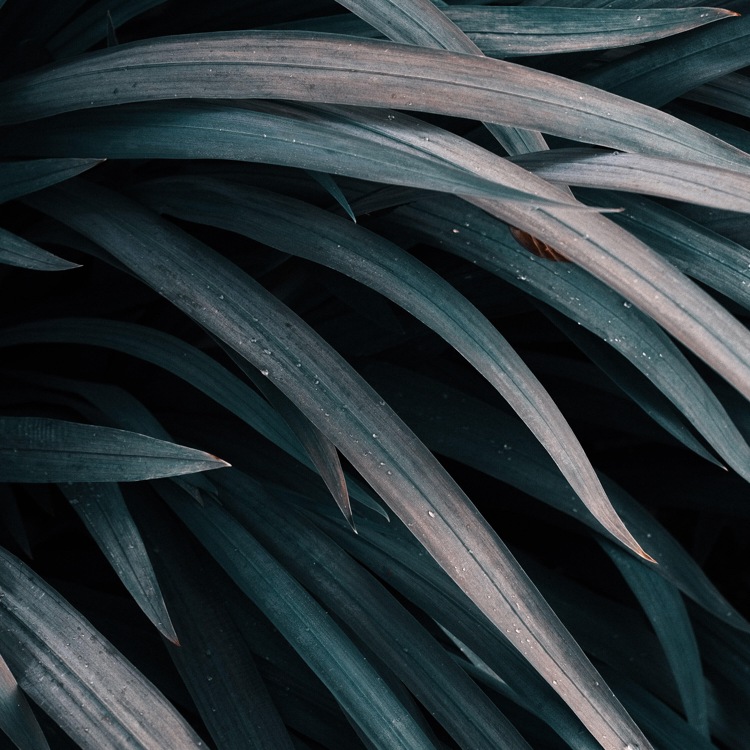 Релиз Nature
