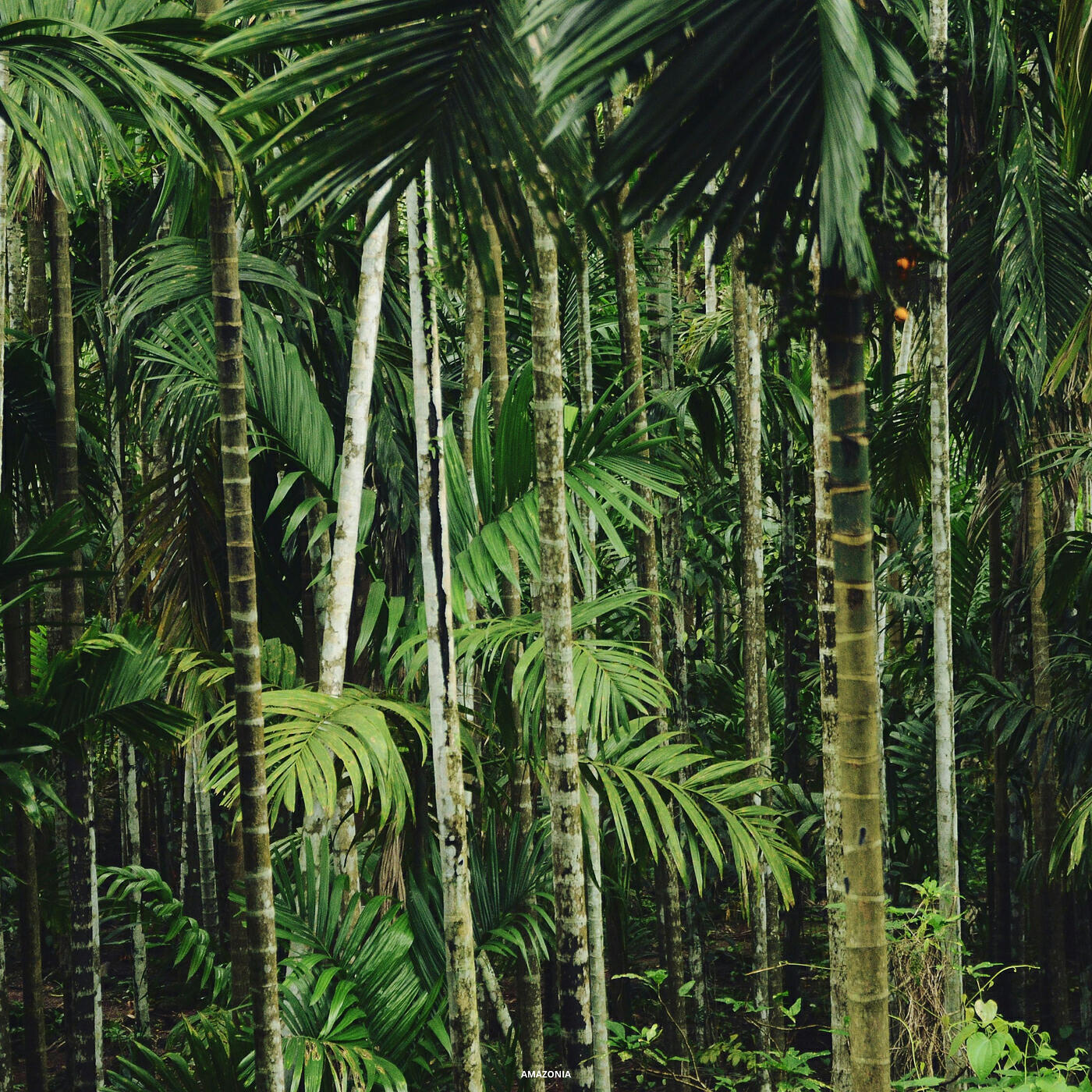 Релиз Amazonia