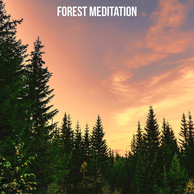 Релиз Forest Meditation