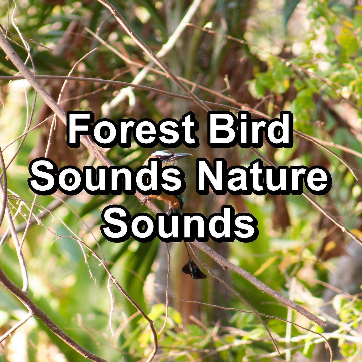 Релиз Forest Bird Sounds Nature Sounds