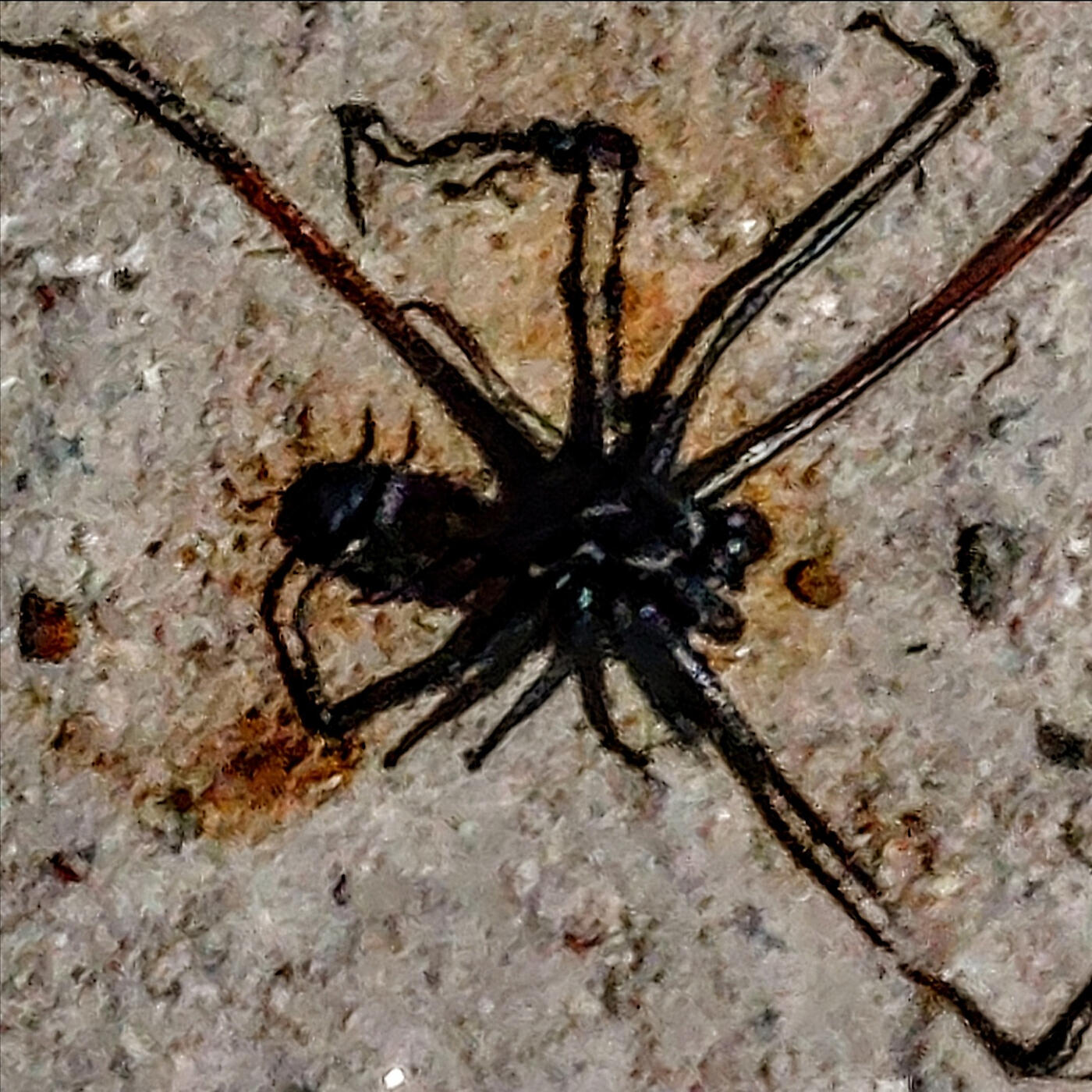 Релиз Burnt Spider