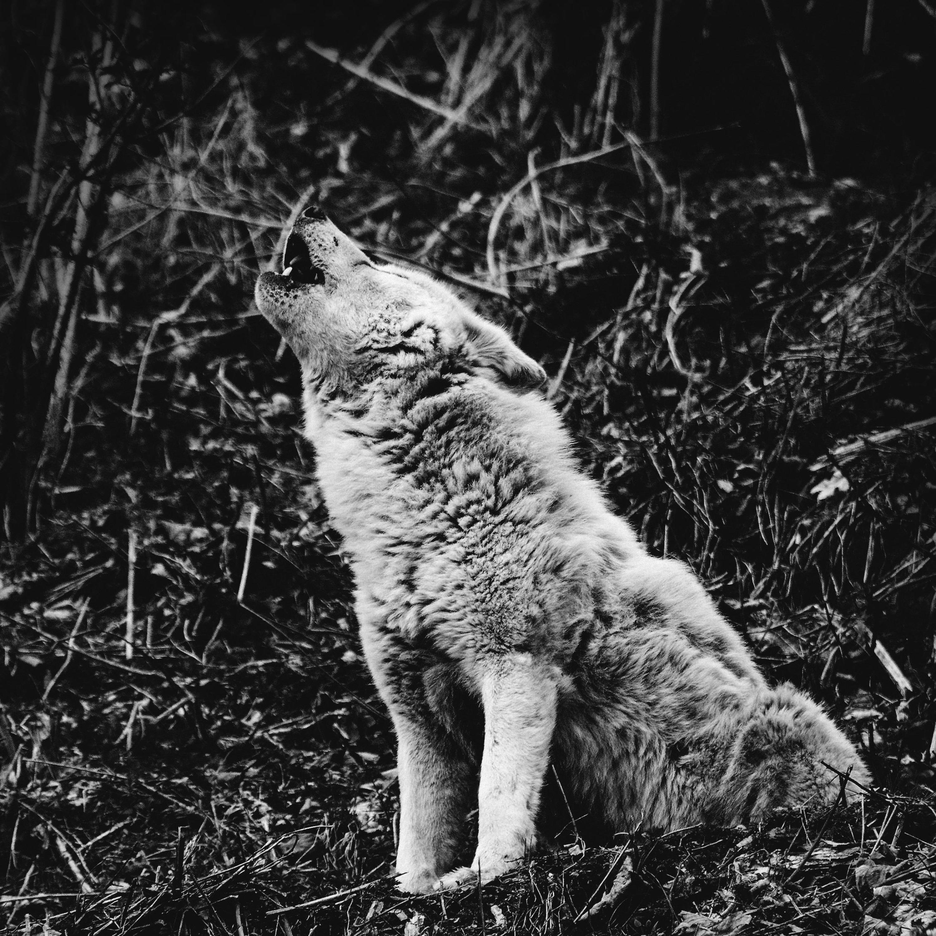 Релиз Jaw of the Hounds